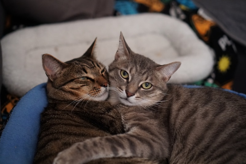 Afeto felino