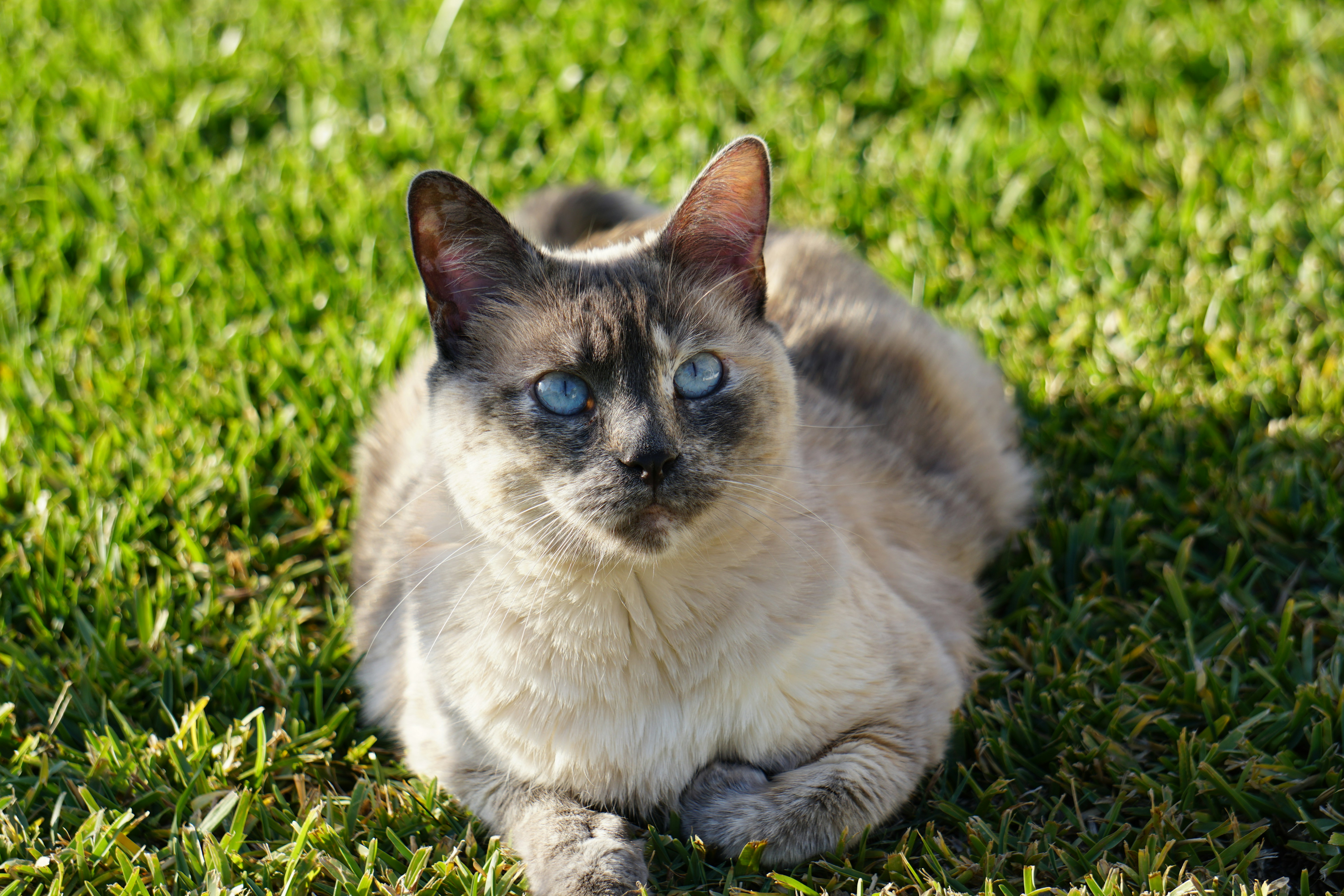 Um gato sentado na grama olhando para a câmera