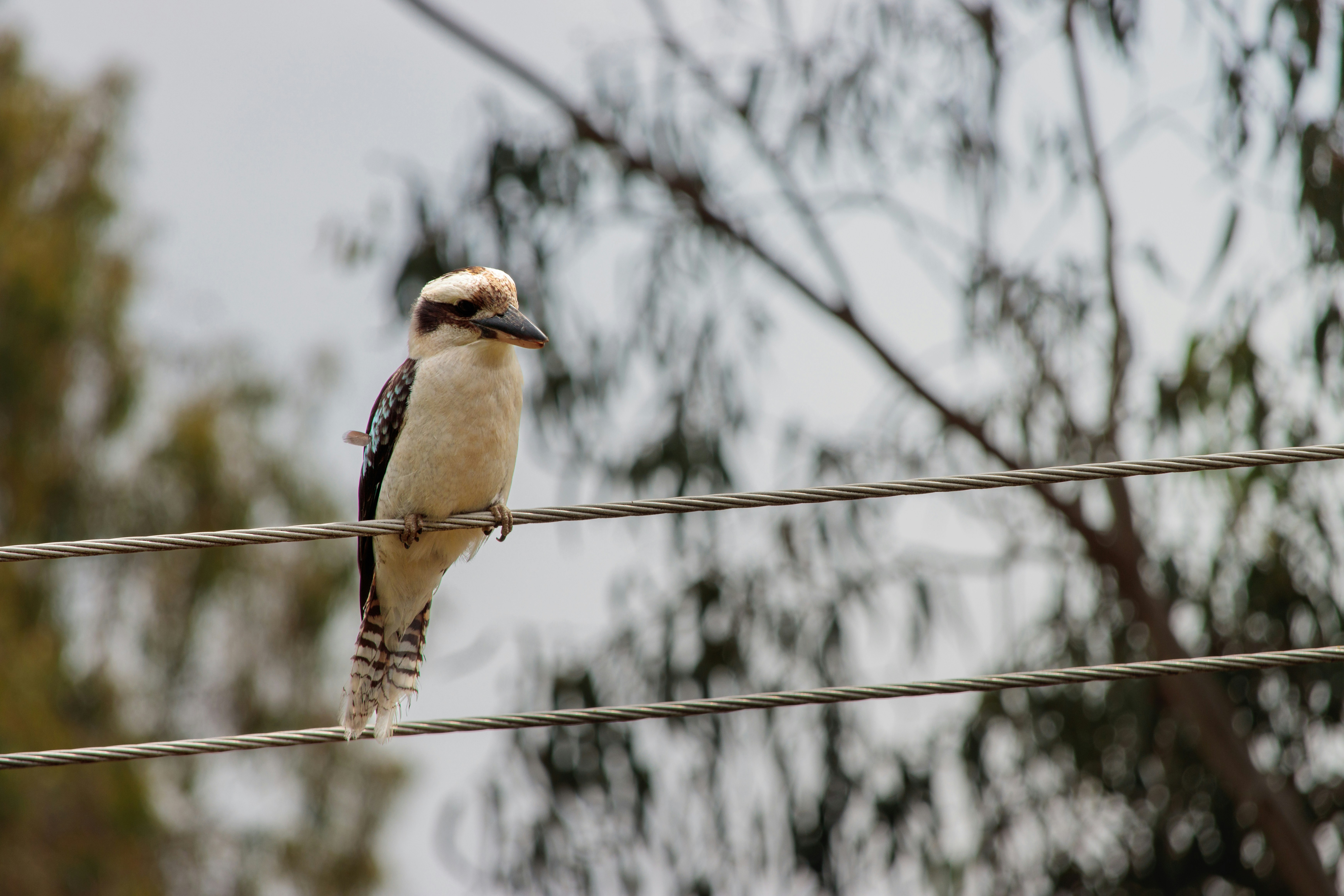 A bird sitting on a wire with trees in the background