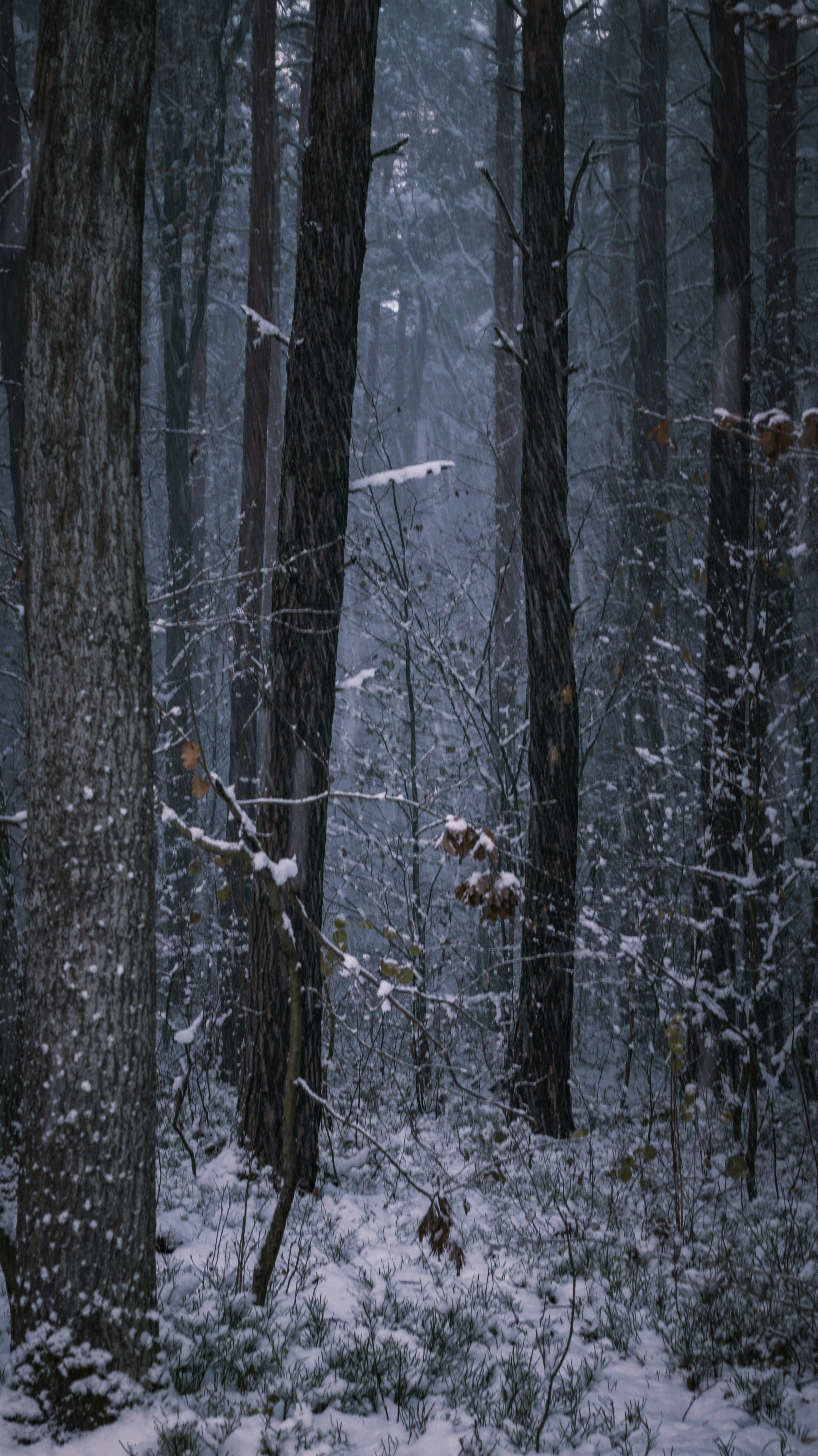 A forest filled with lots of trees covered in snow