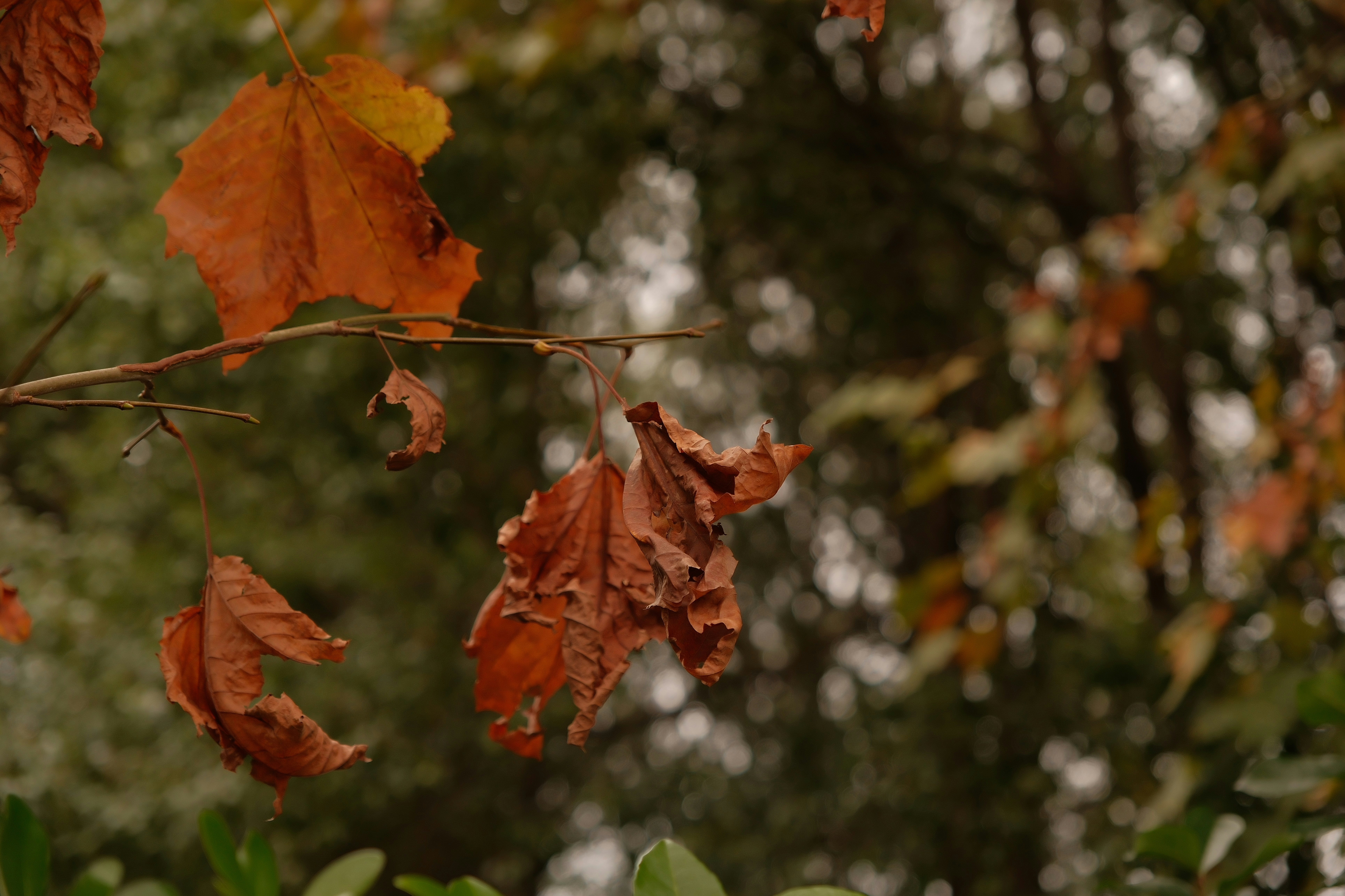 Photo by leo_gilgamesh