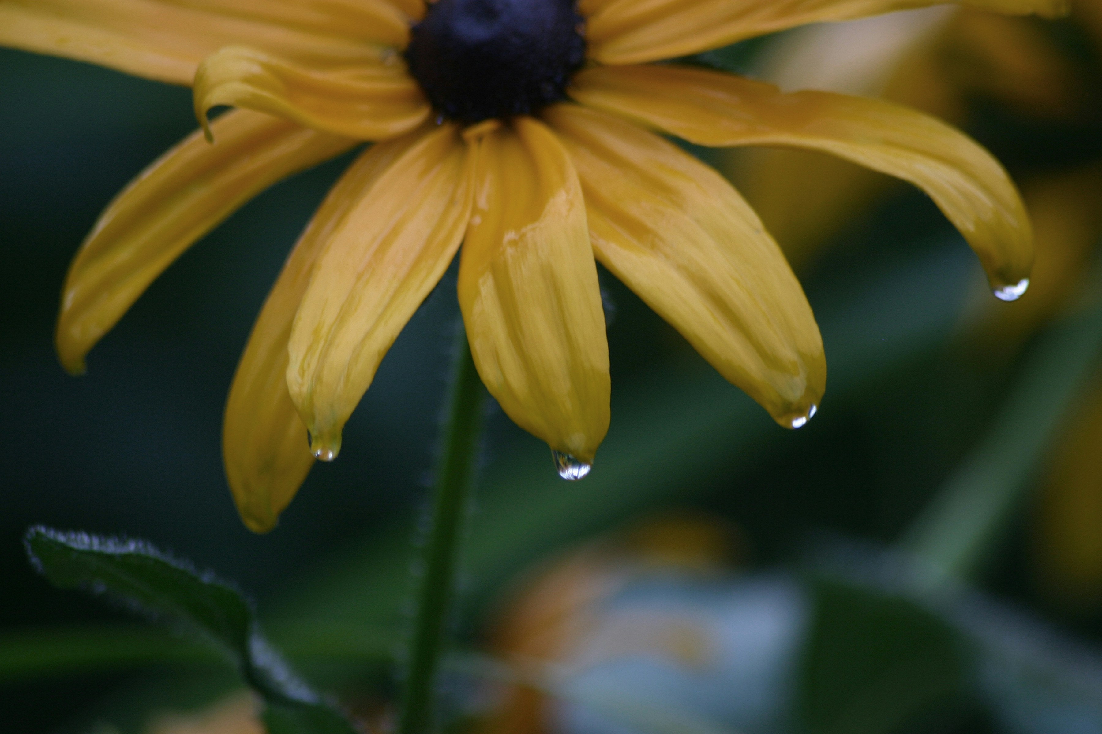 A close up of a yellow flower with drops of water on it