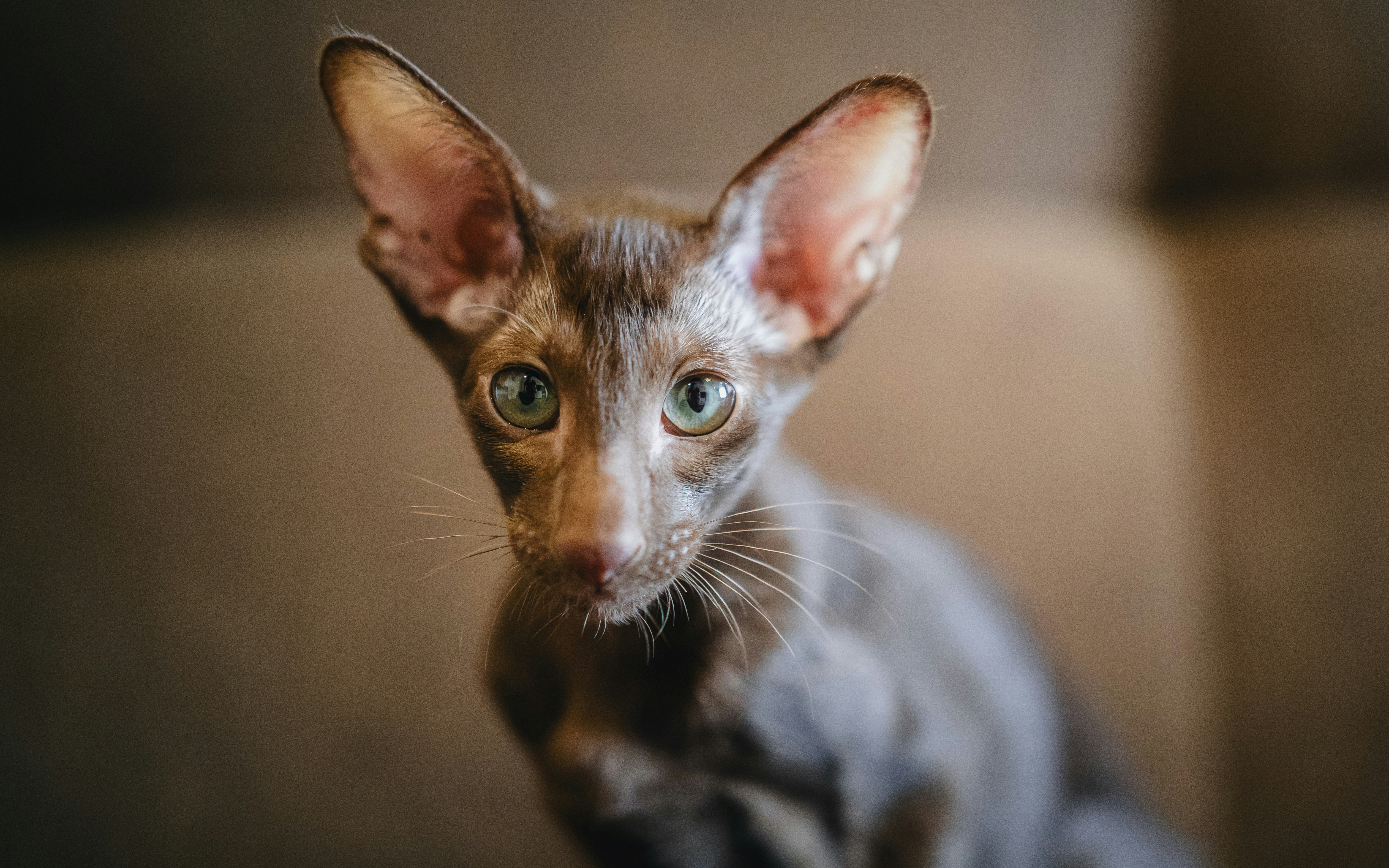 Can Cats Get Eczema? Understanding the Condition