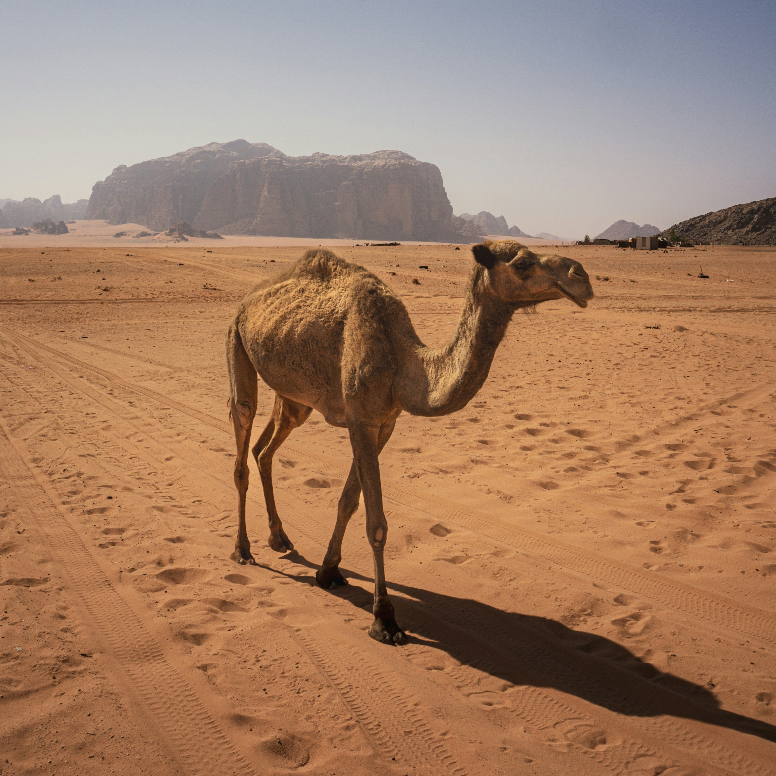 agafay desert camel ride cost - Conclusion