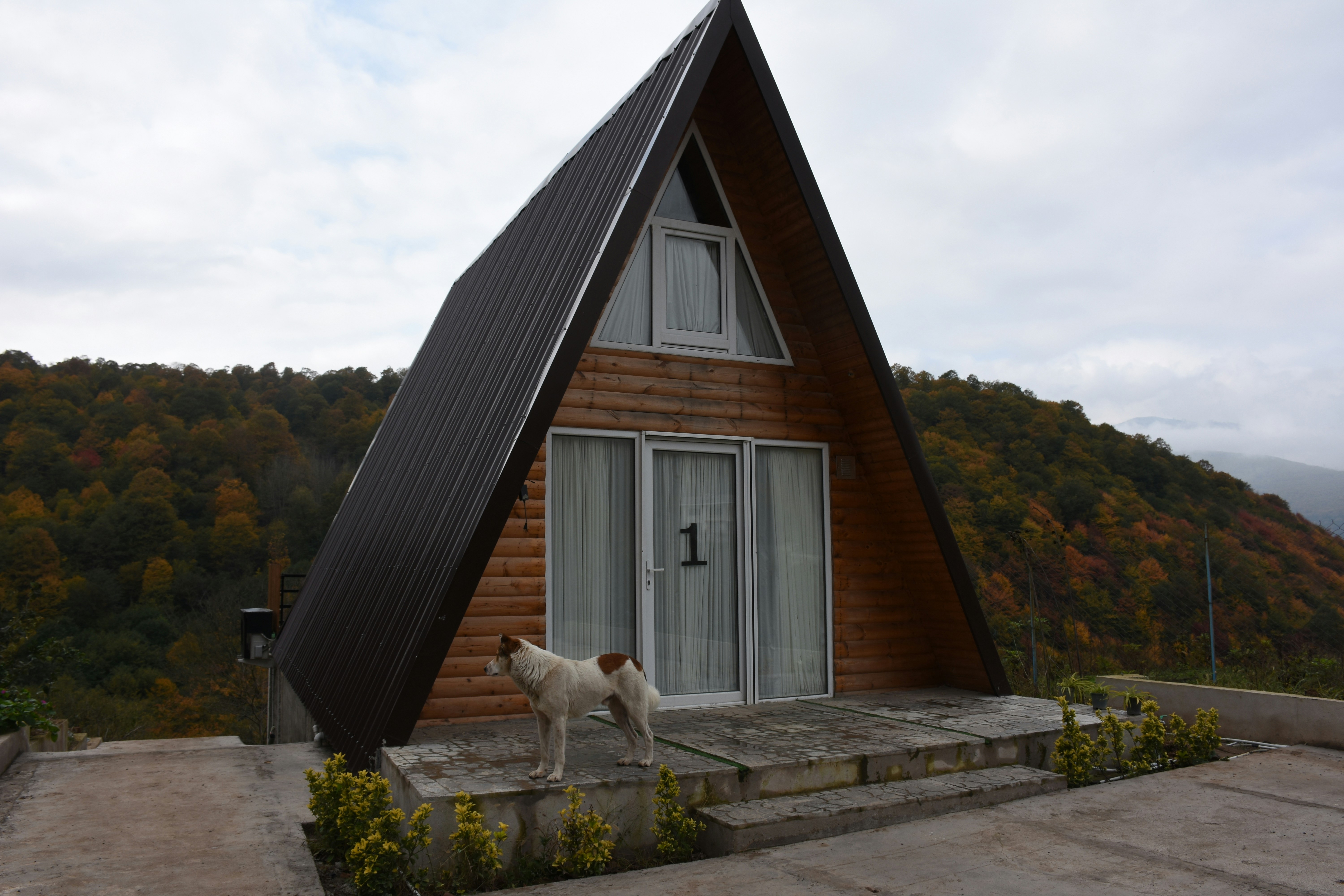 Un chien debout devant une cabane en bois