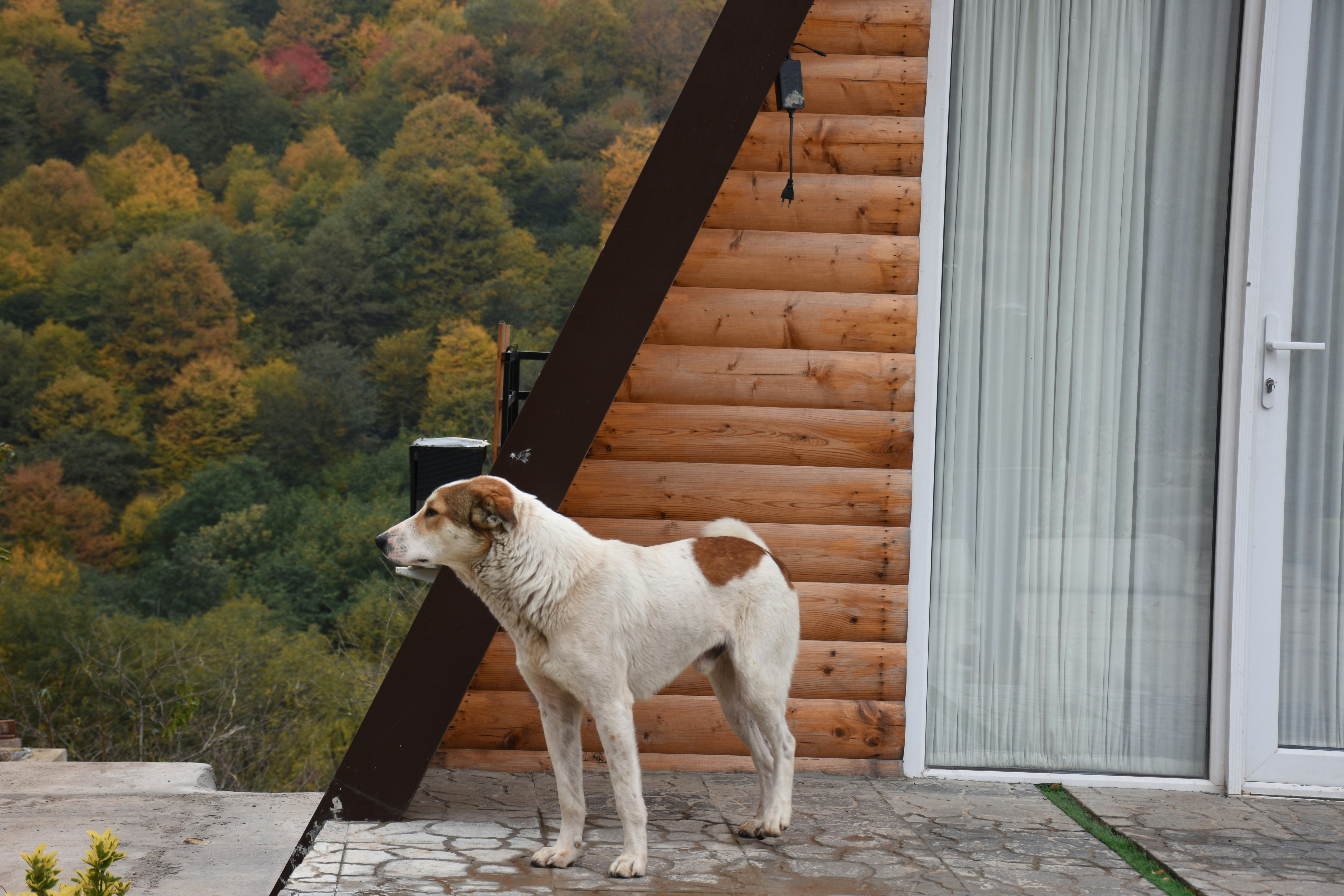 A dog standing on a porch next to a log cabin