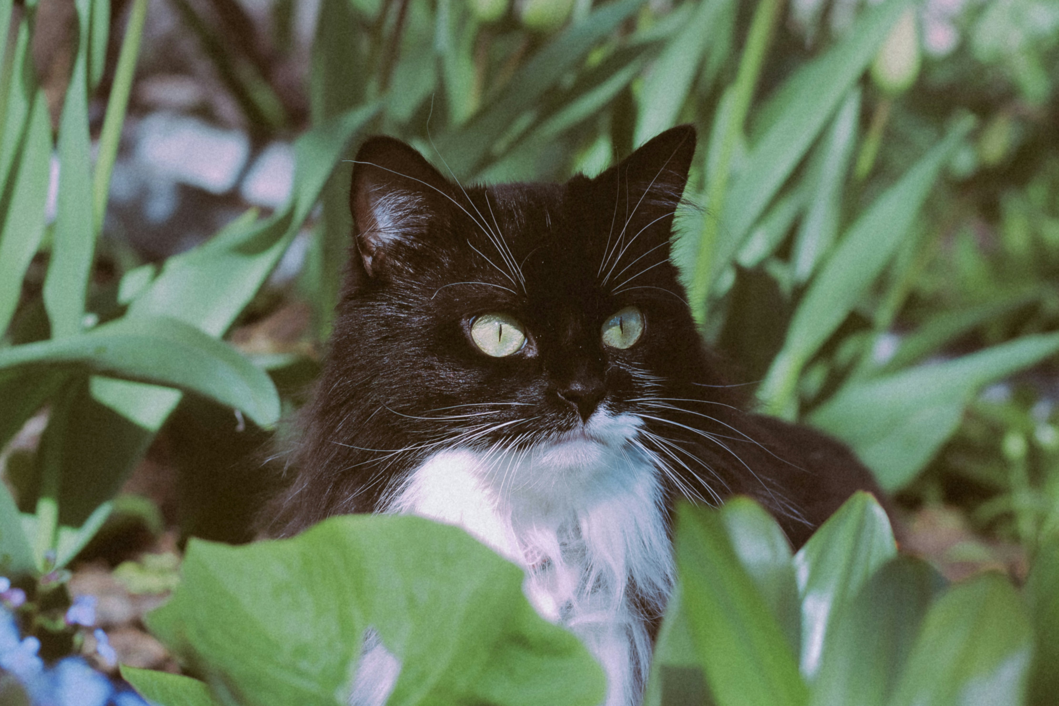 A black and white cat sitting in the grass