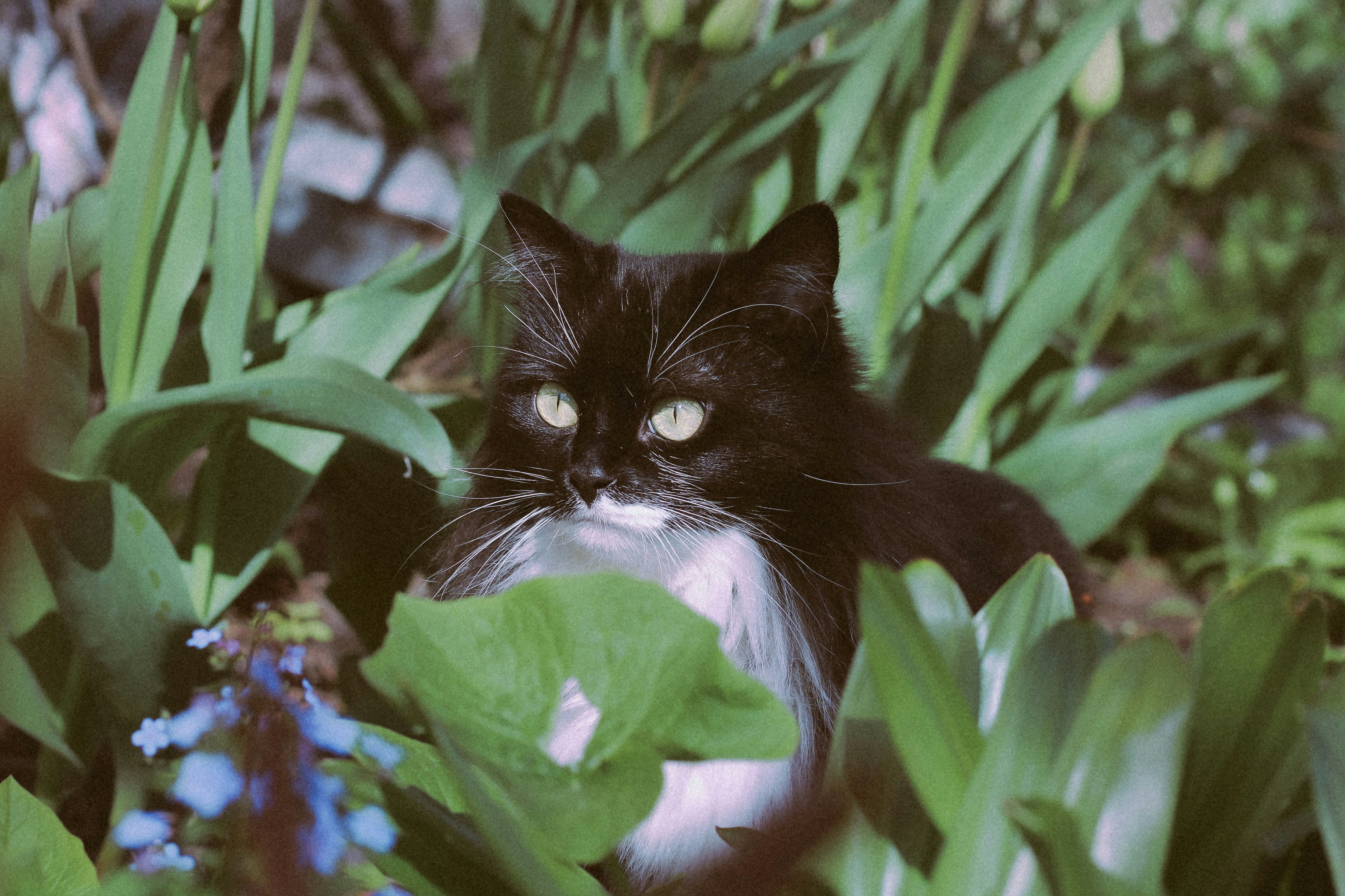 Un chat noir et blanc assis dans l’herbe