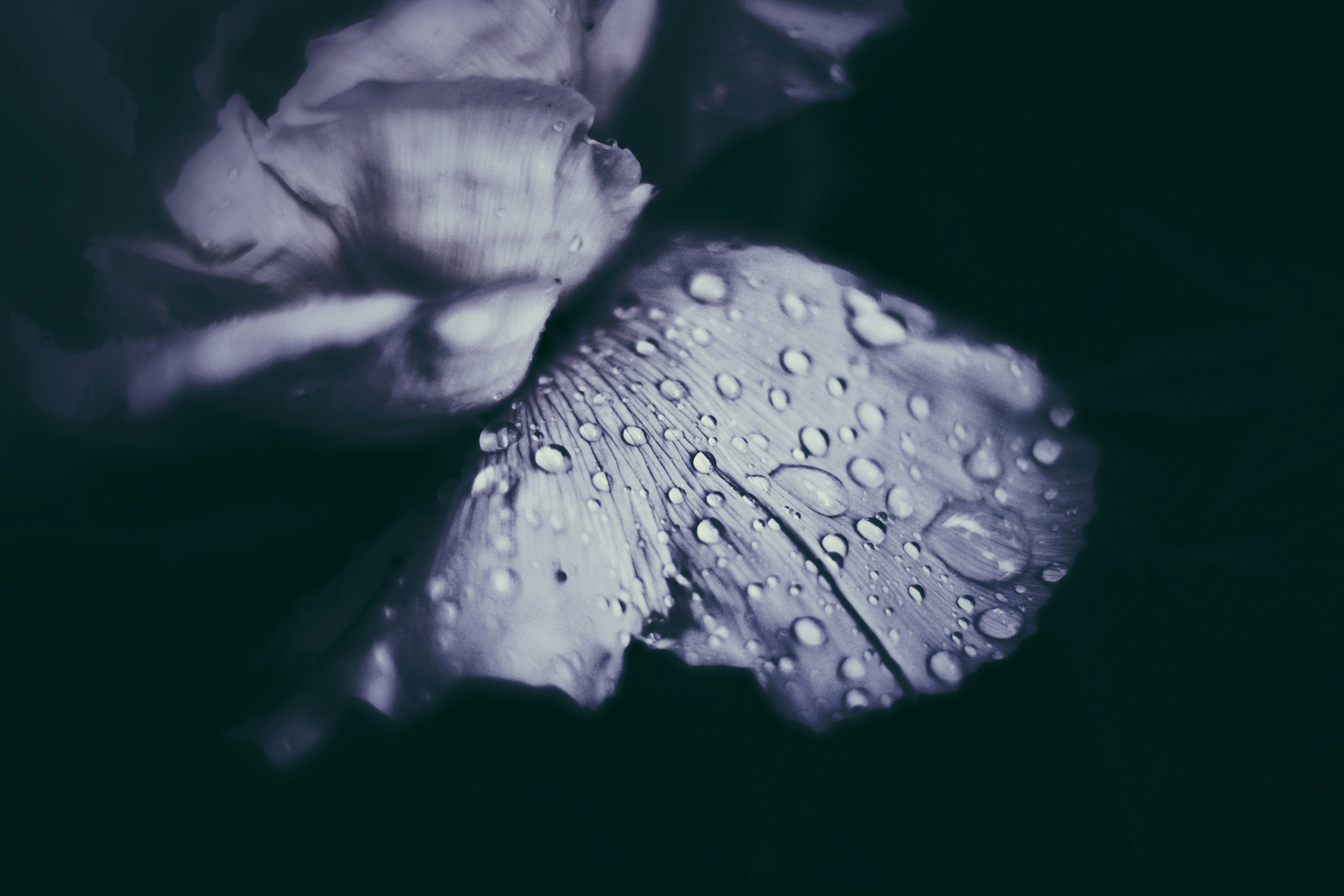 Photo by mineral_of_demon