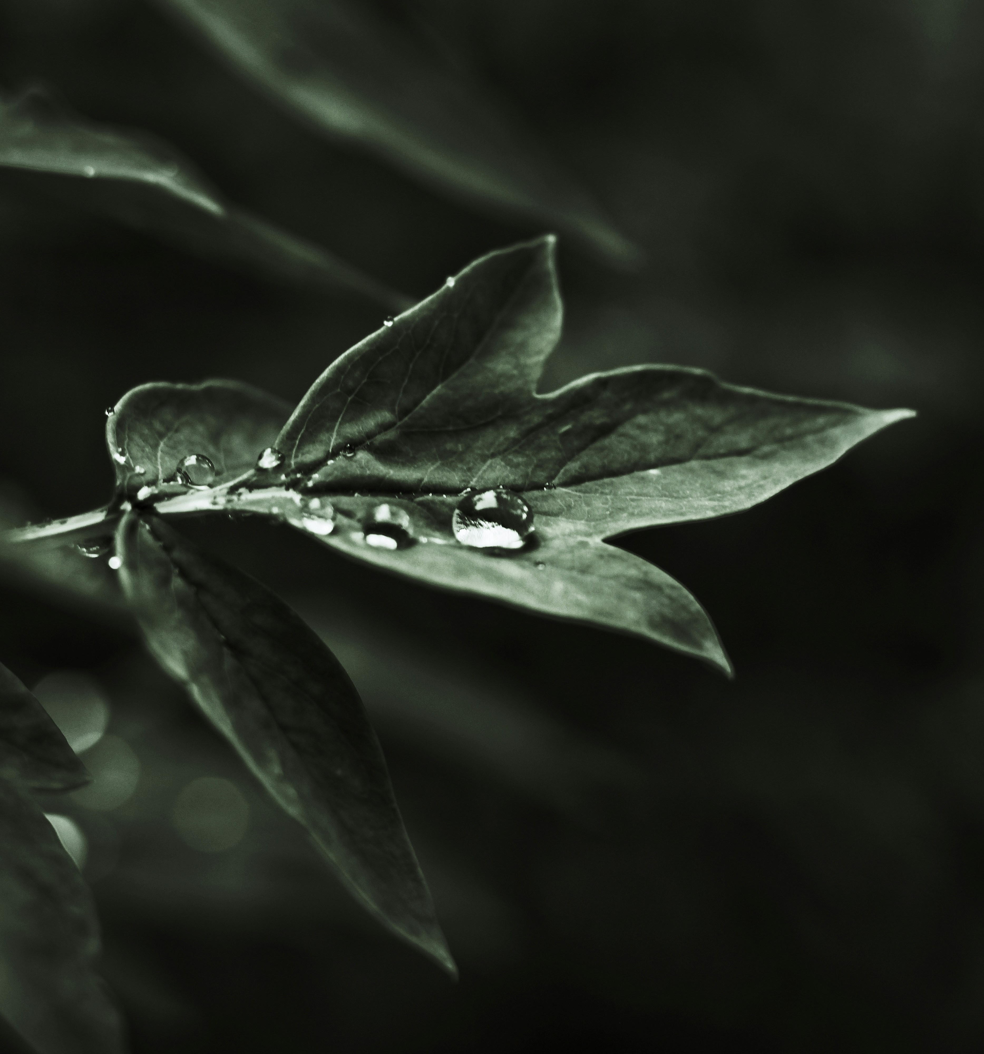 Una foto en blanco y negro de una hoja