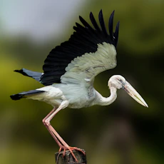 A large bird with a long beak standing on a stump
