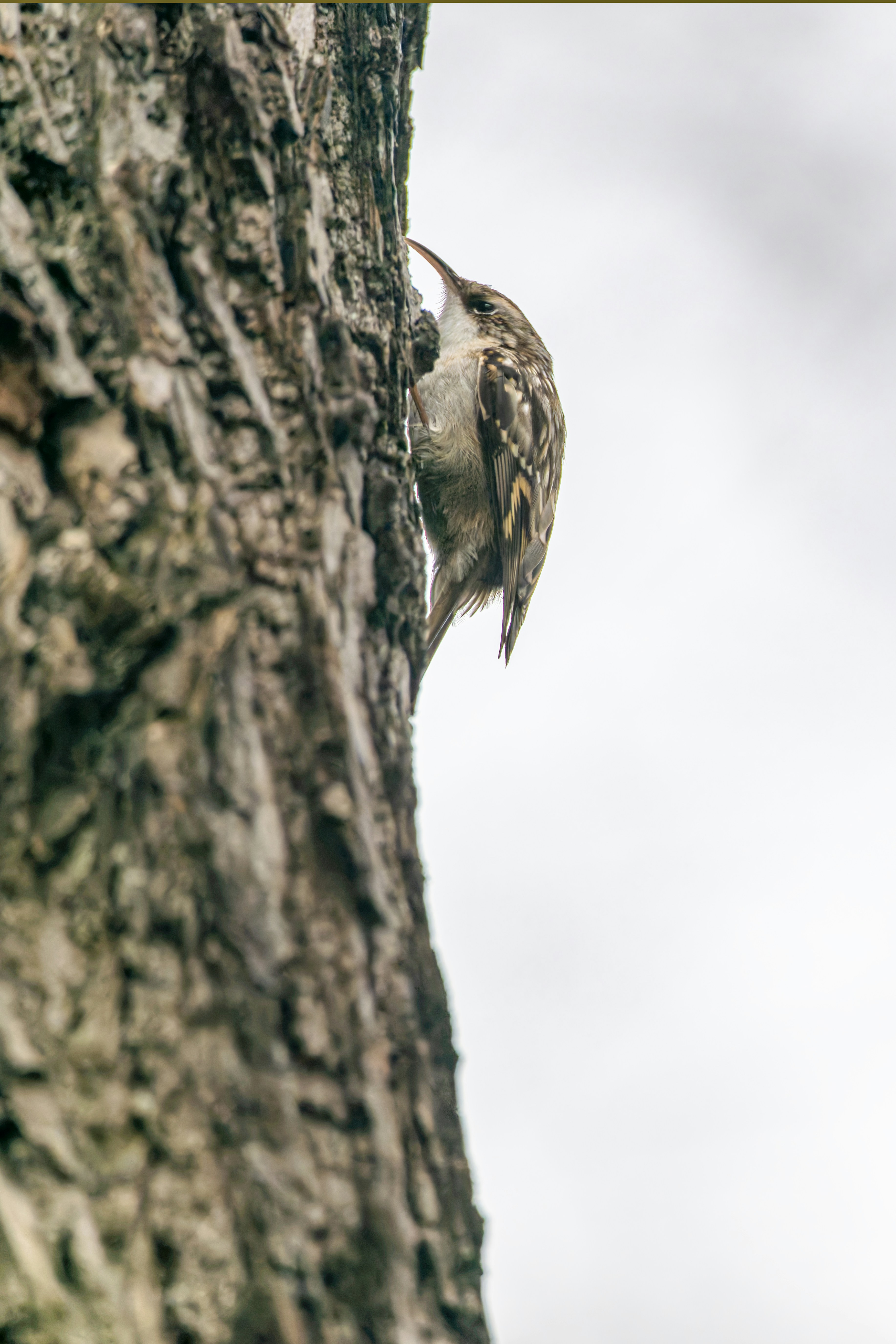 Photo by siegfriedpoepperl