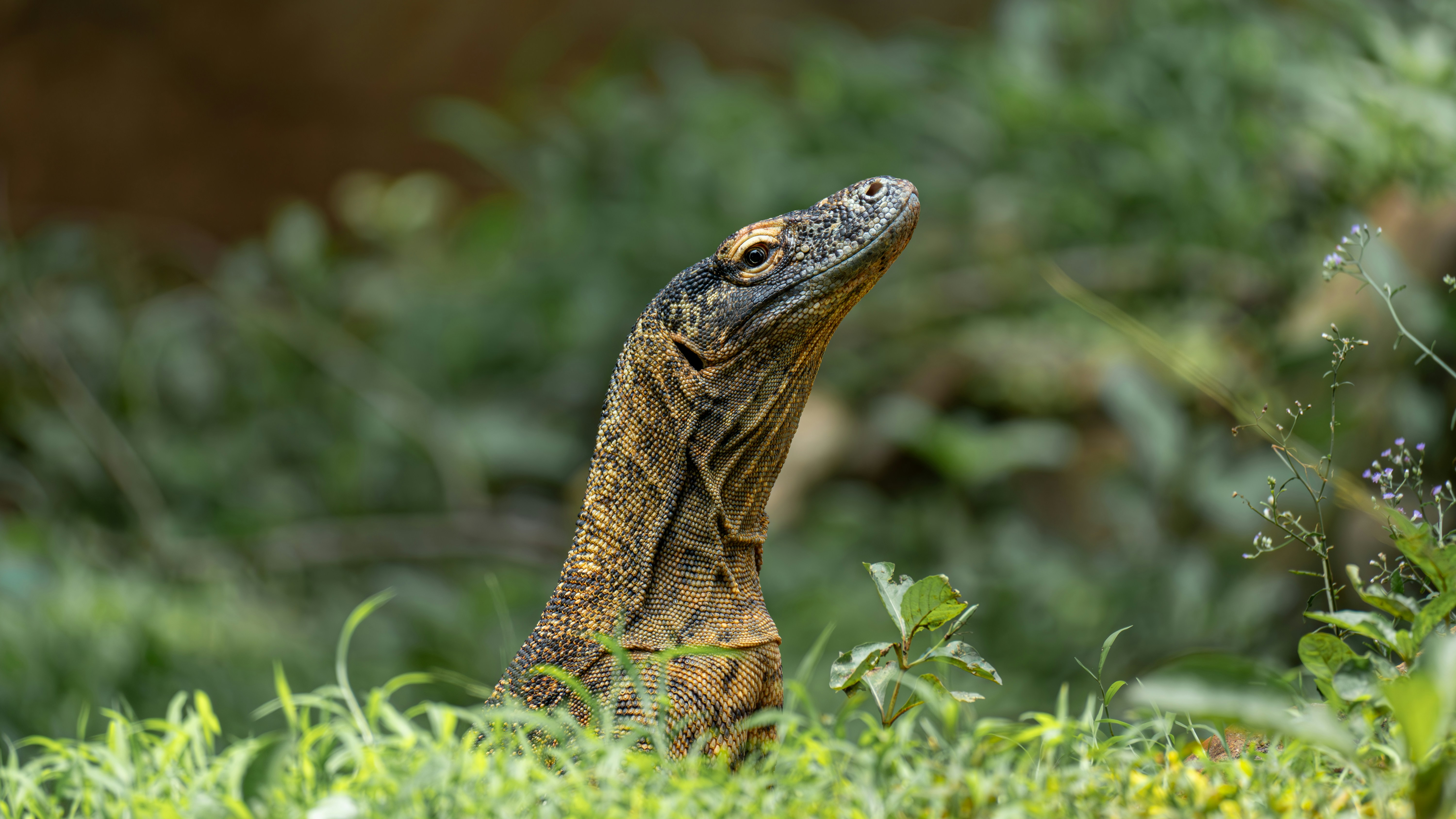 Poster for Komodo: Legenda Pulau Purba
