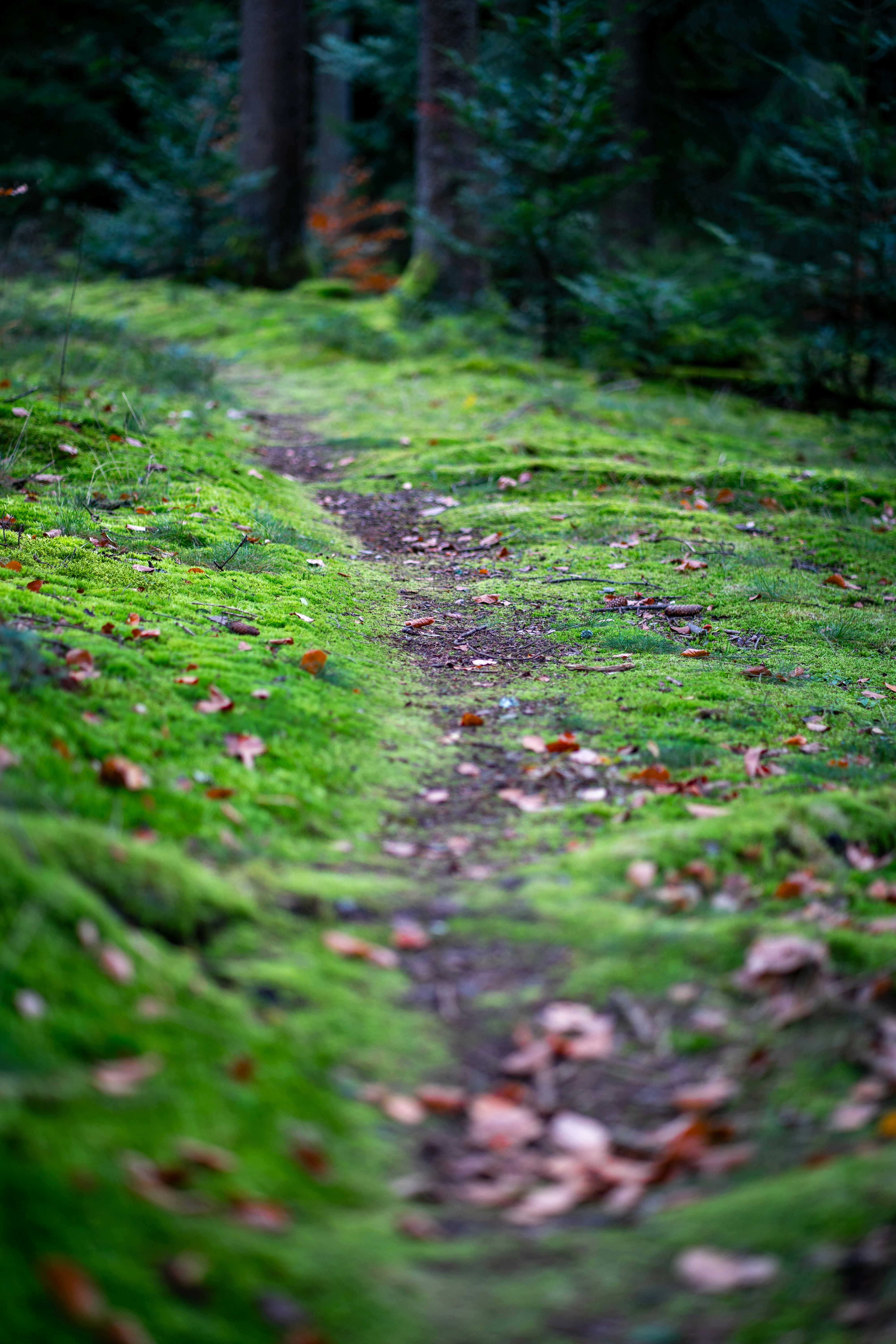 A path in the middle of a lush green forest photo – Free Natur Image on ...