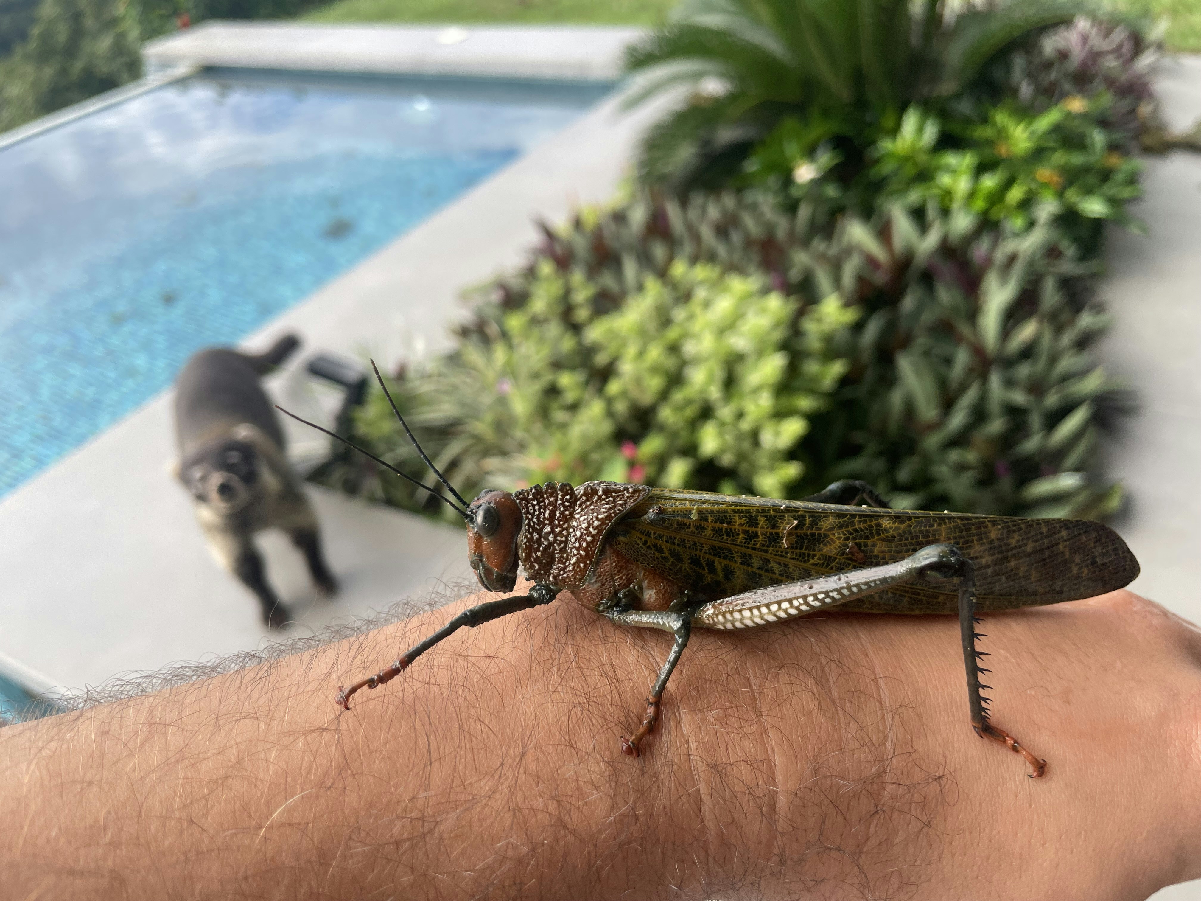 The Breathing Revolution That Enabled Giants (image credits: unsplash)