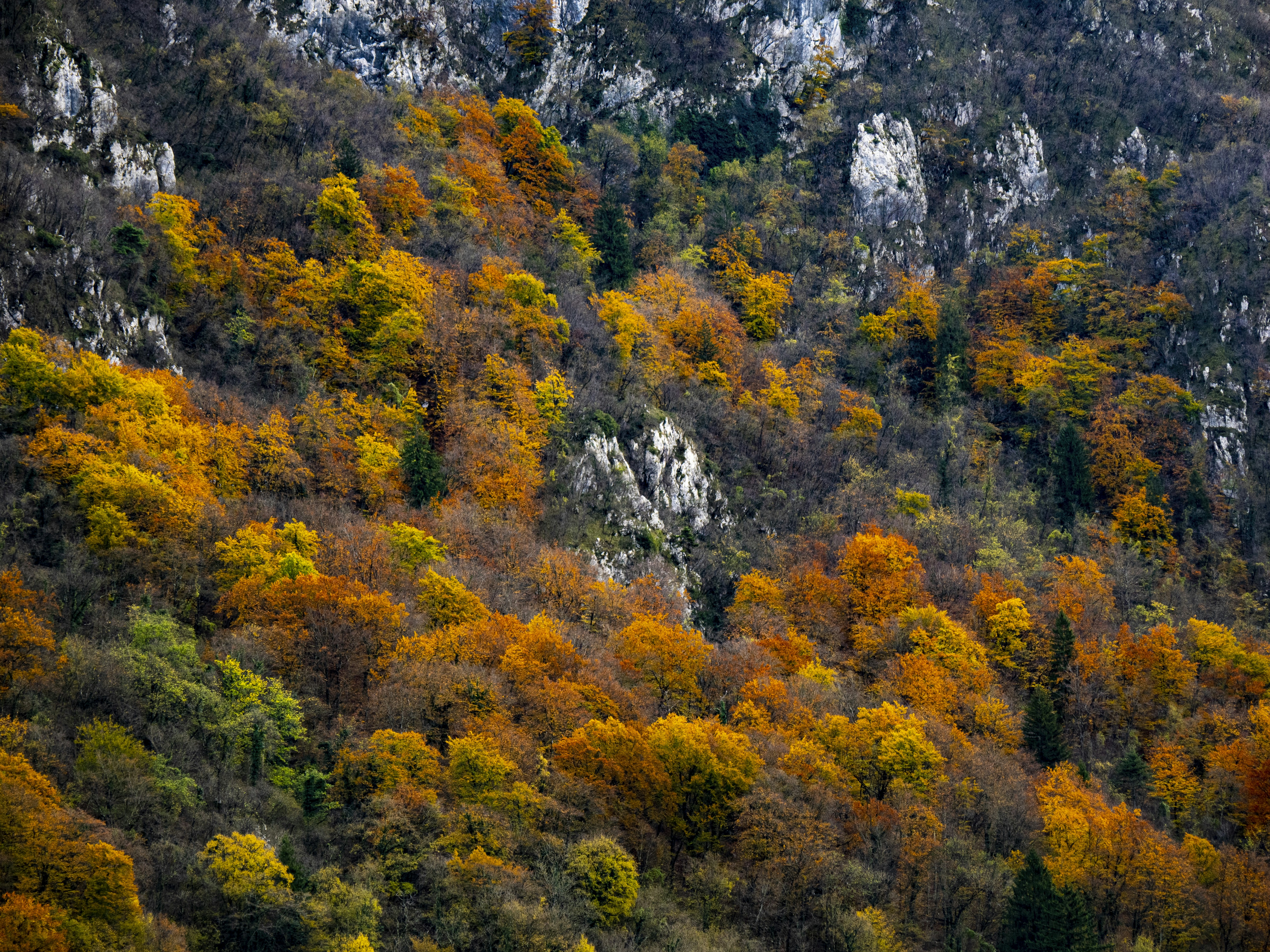 A mountain covered in lots of colorful trees