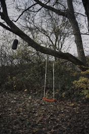 An empty swing in a wooded area with trees in the background