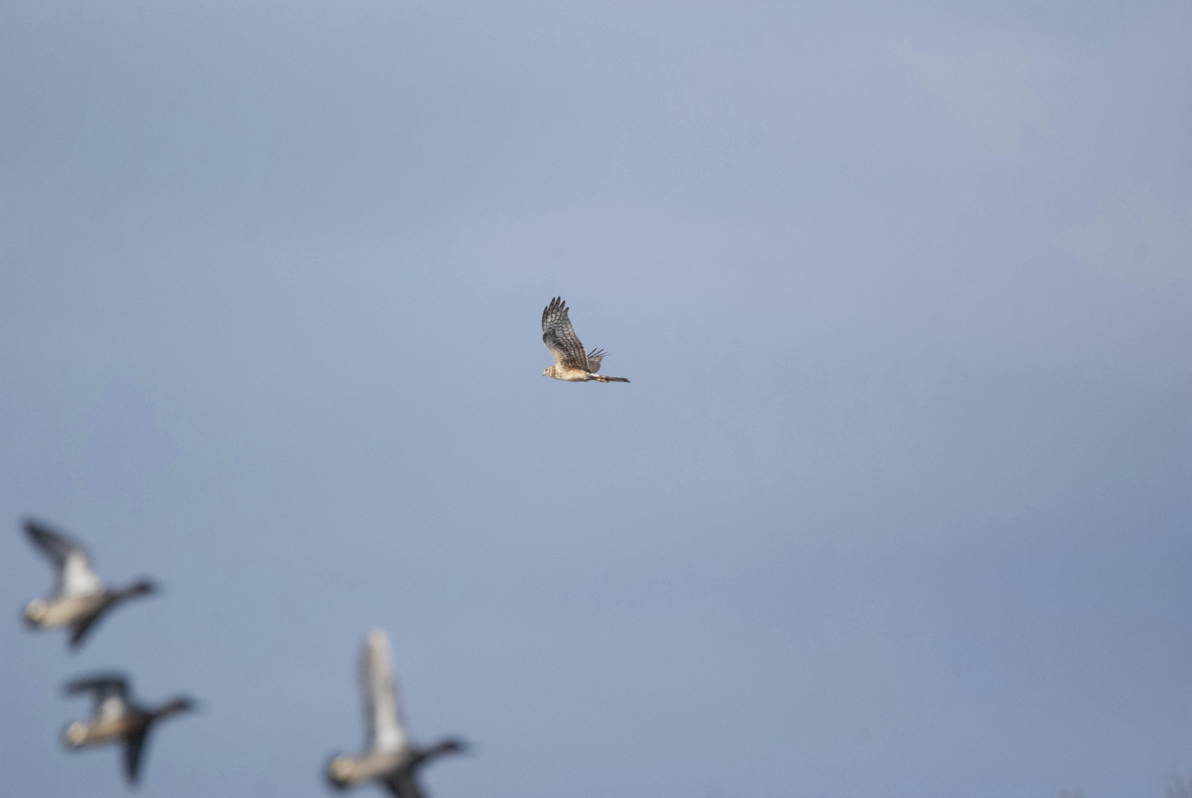 Une nuée d’oiseaux volant dans un ciel bleu