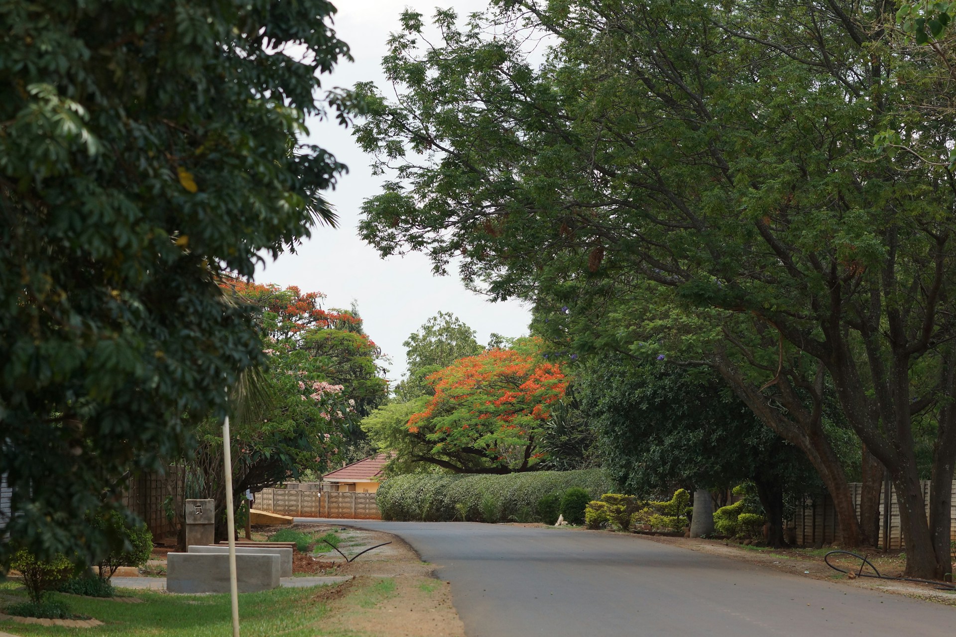 A street lined with lots of trees and bushes