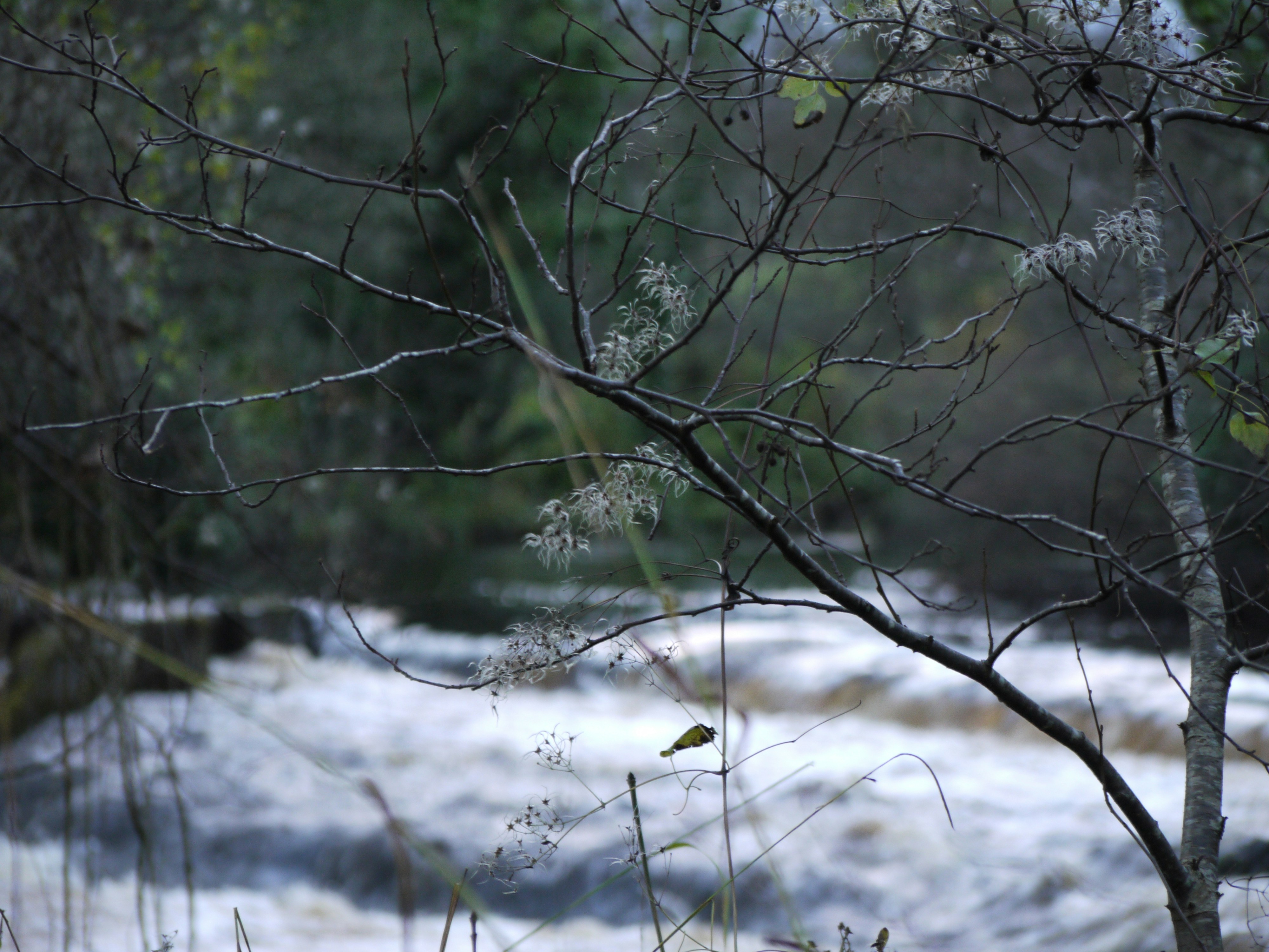 A river running through a forest filled with trees