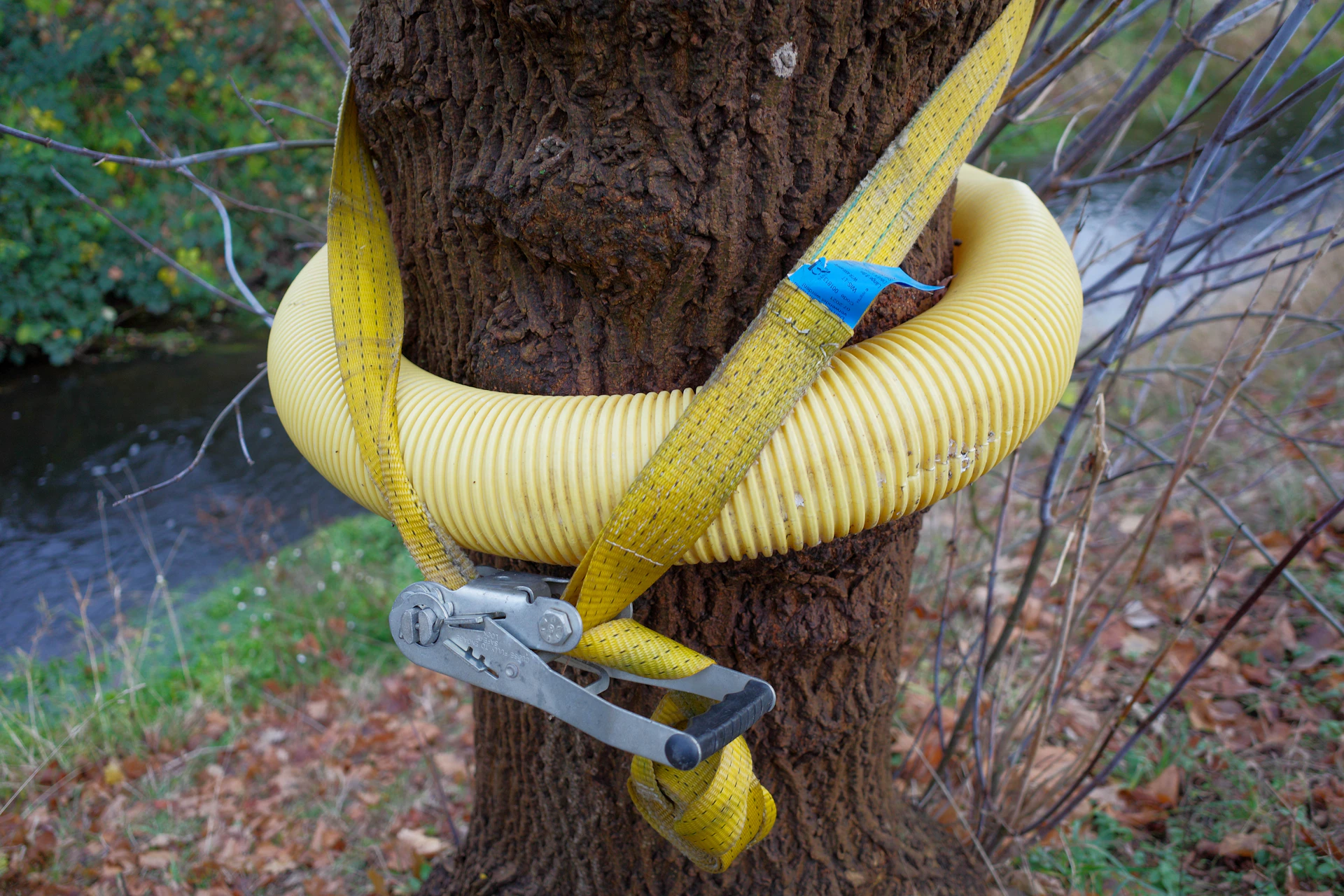 A tree with a yellow hose attached to it