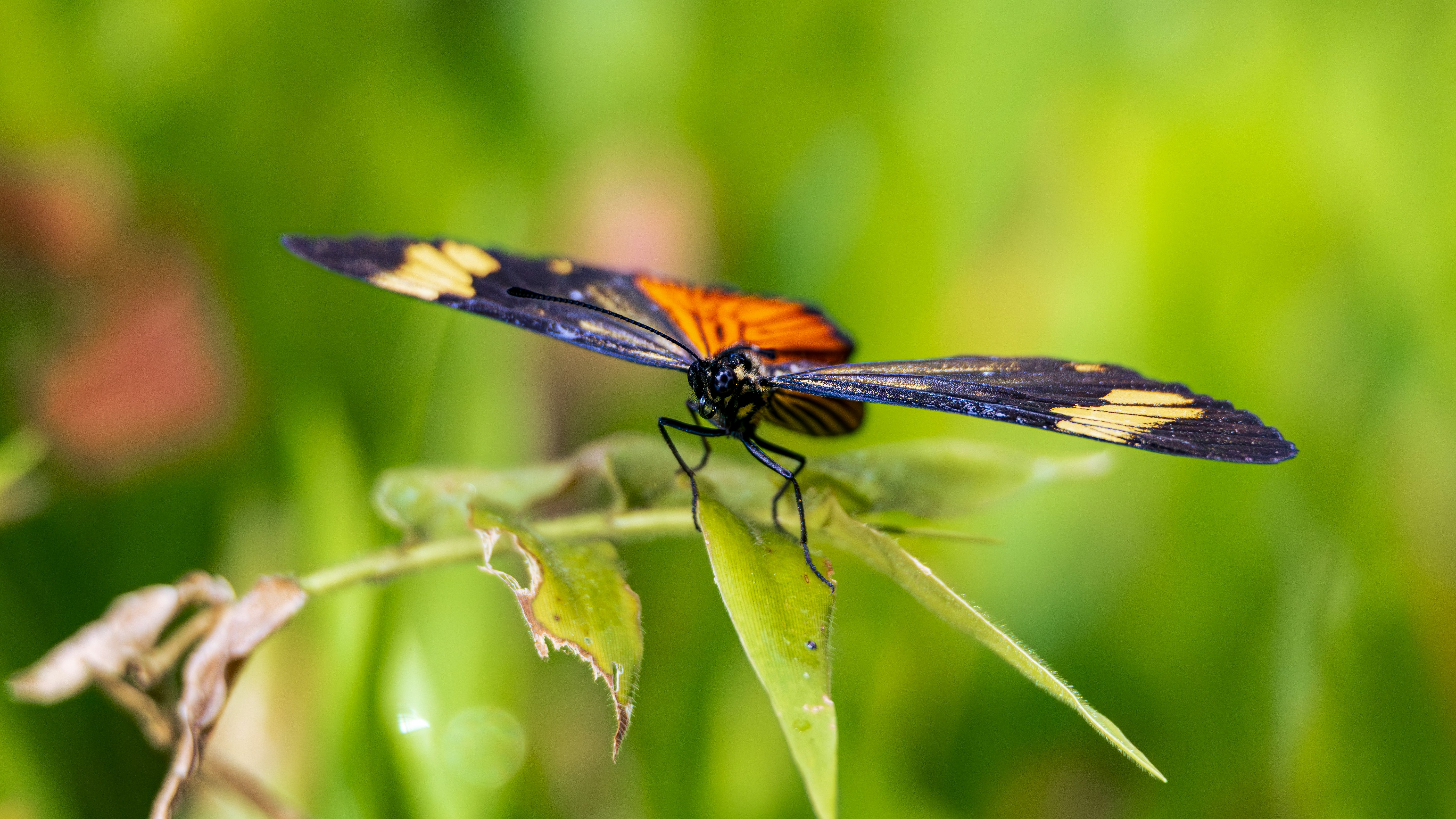 Photo by matheuskprot