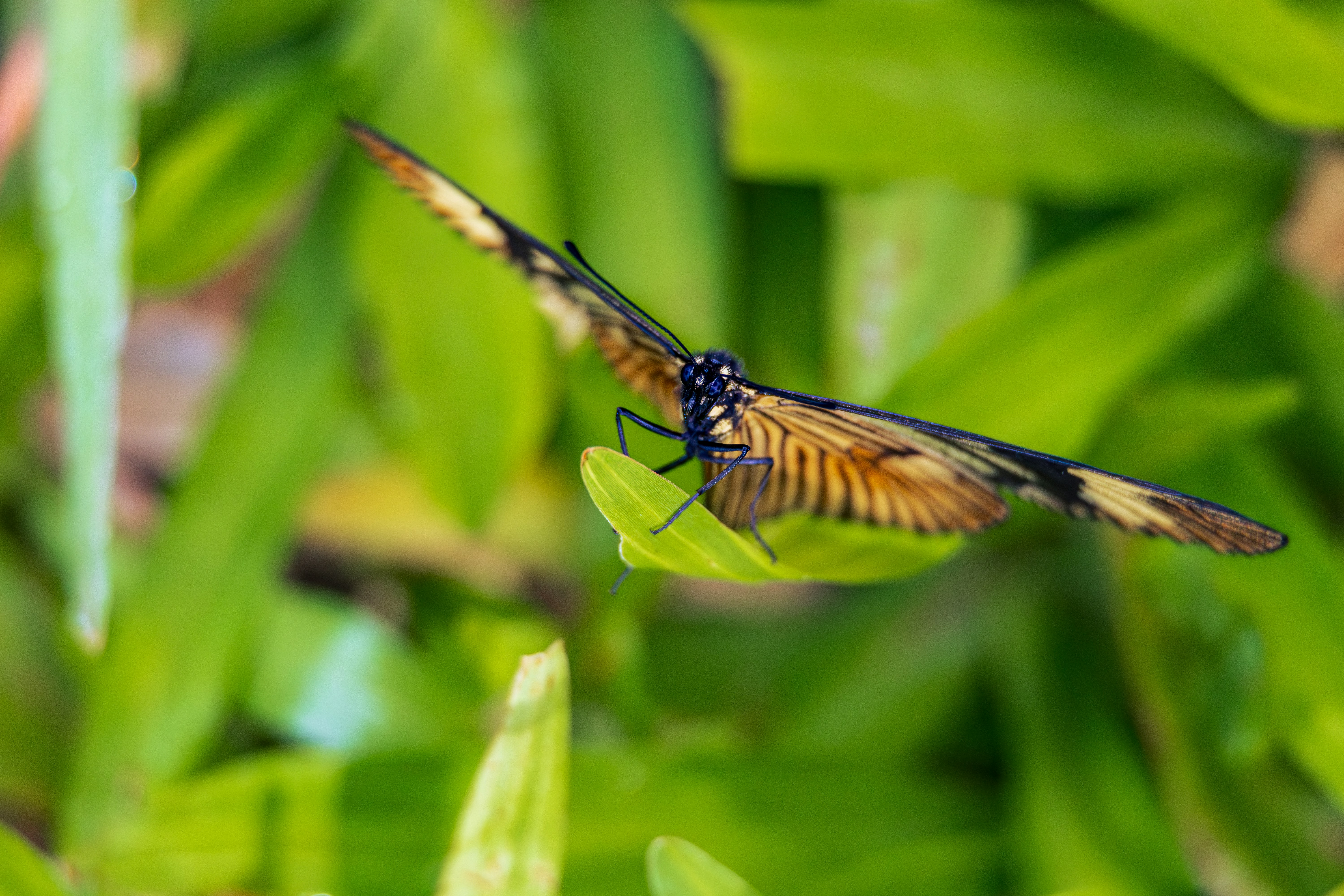 Photo by matheuskprot