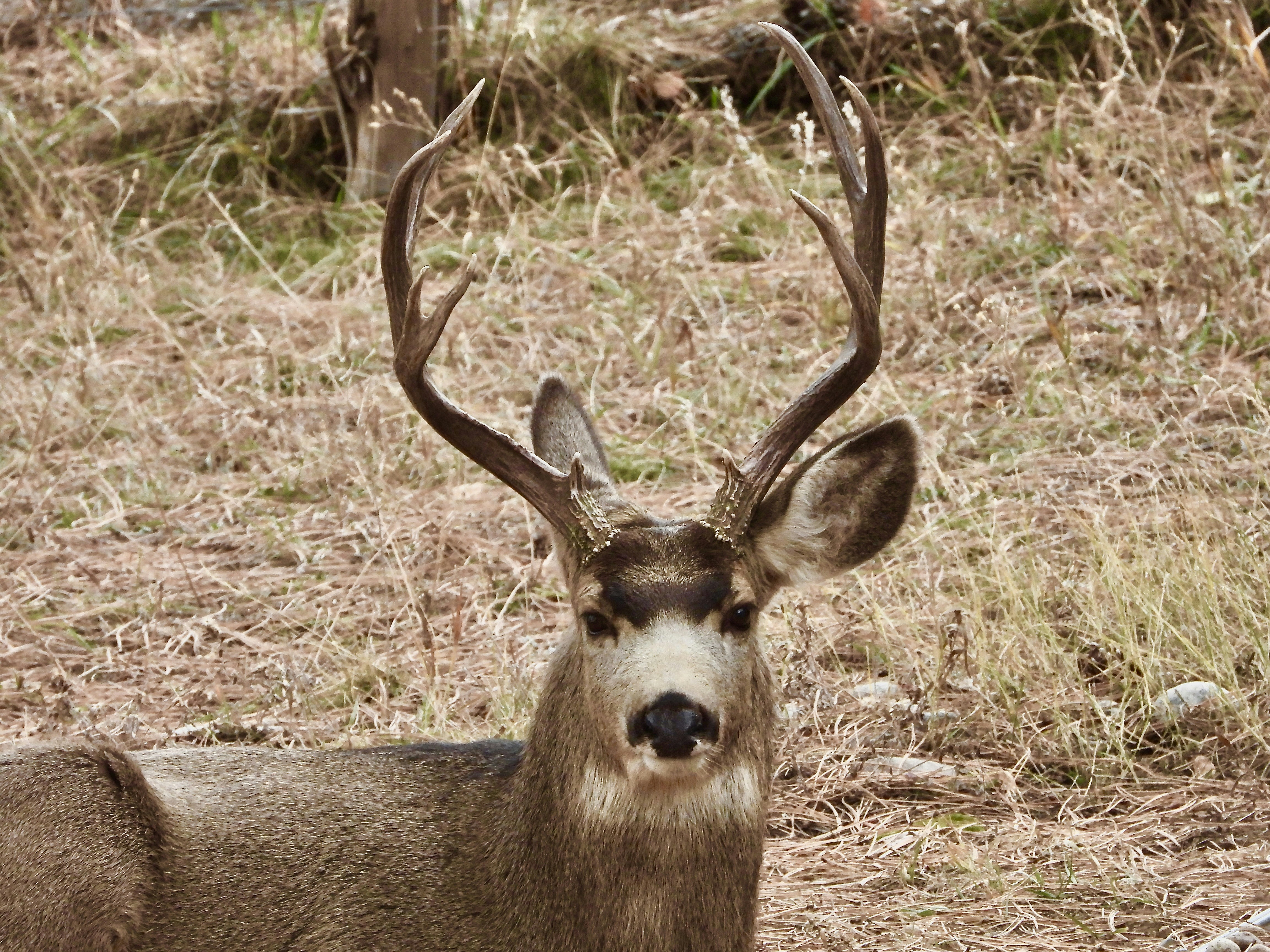 A deer with antlers standing in a field