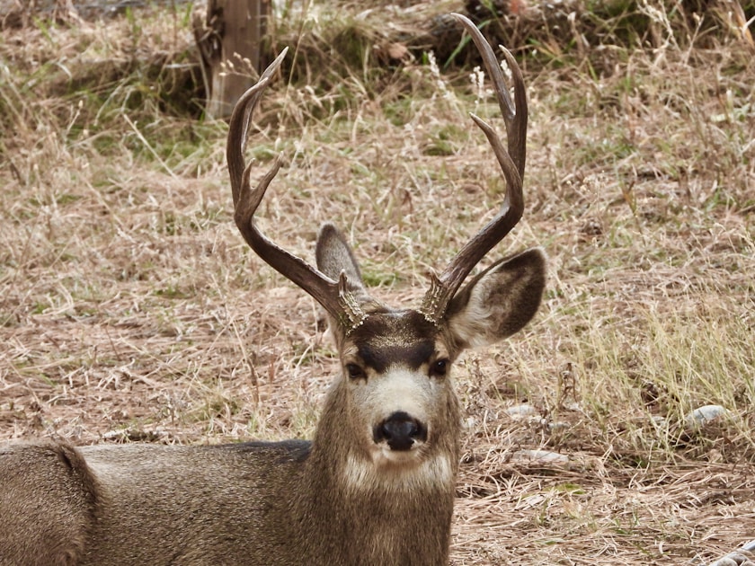 Arizona mule deer buck bedded in dry grass — trophy-class country under the 20-point cap