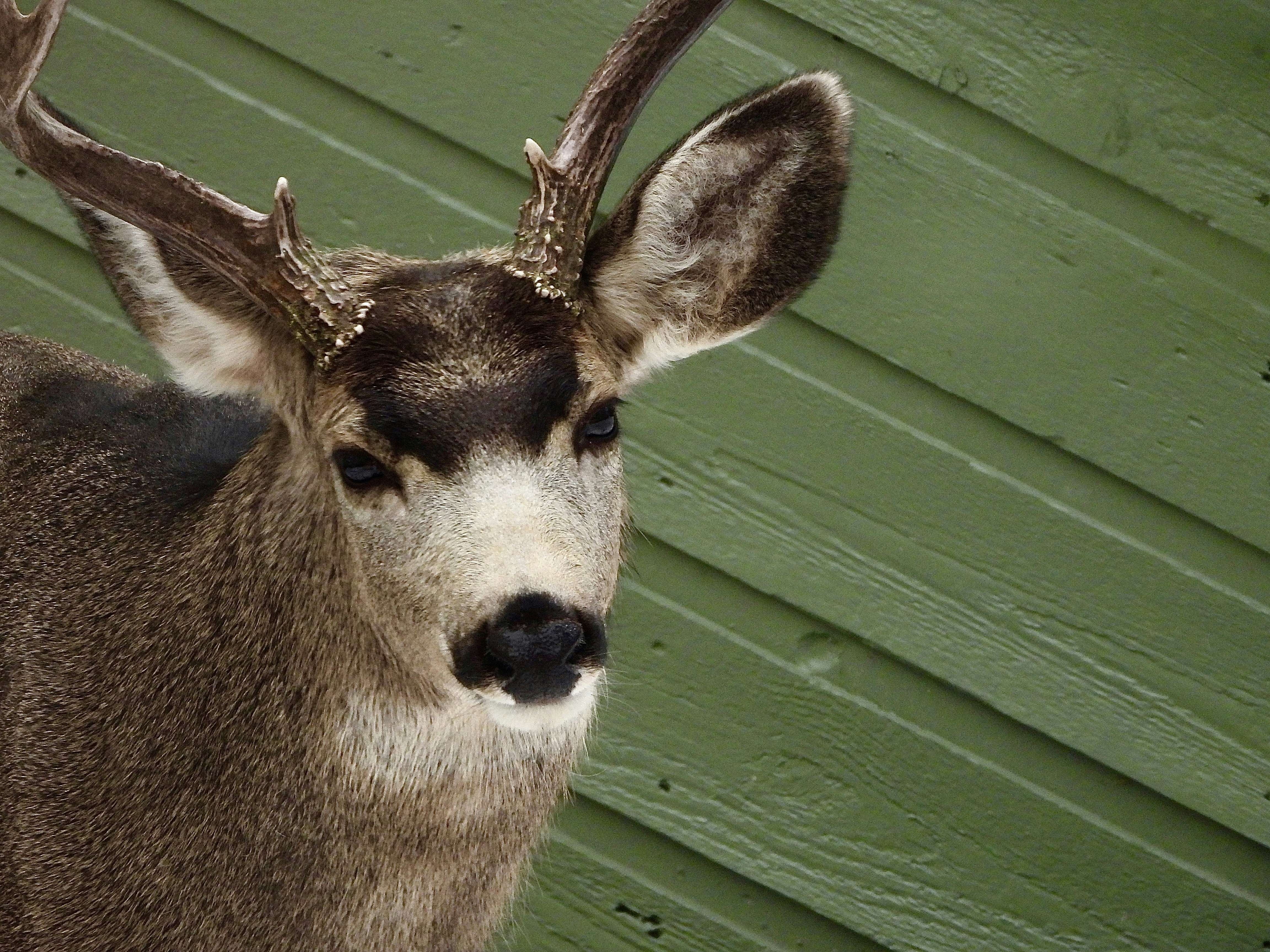 Photo by evergreene24