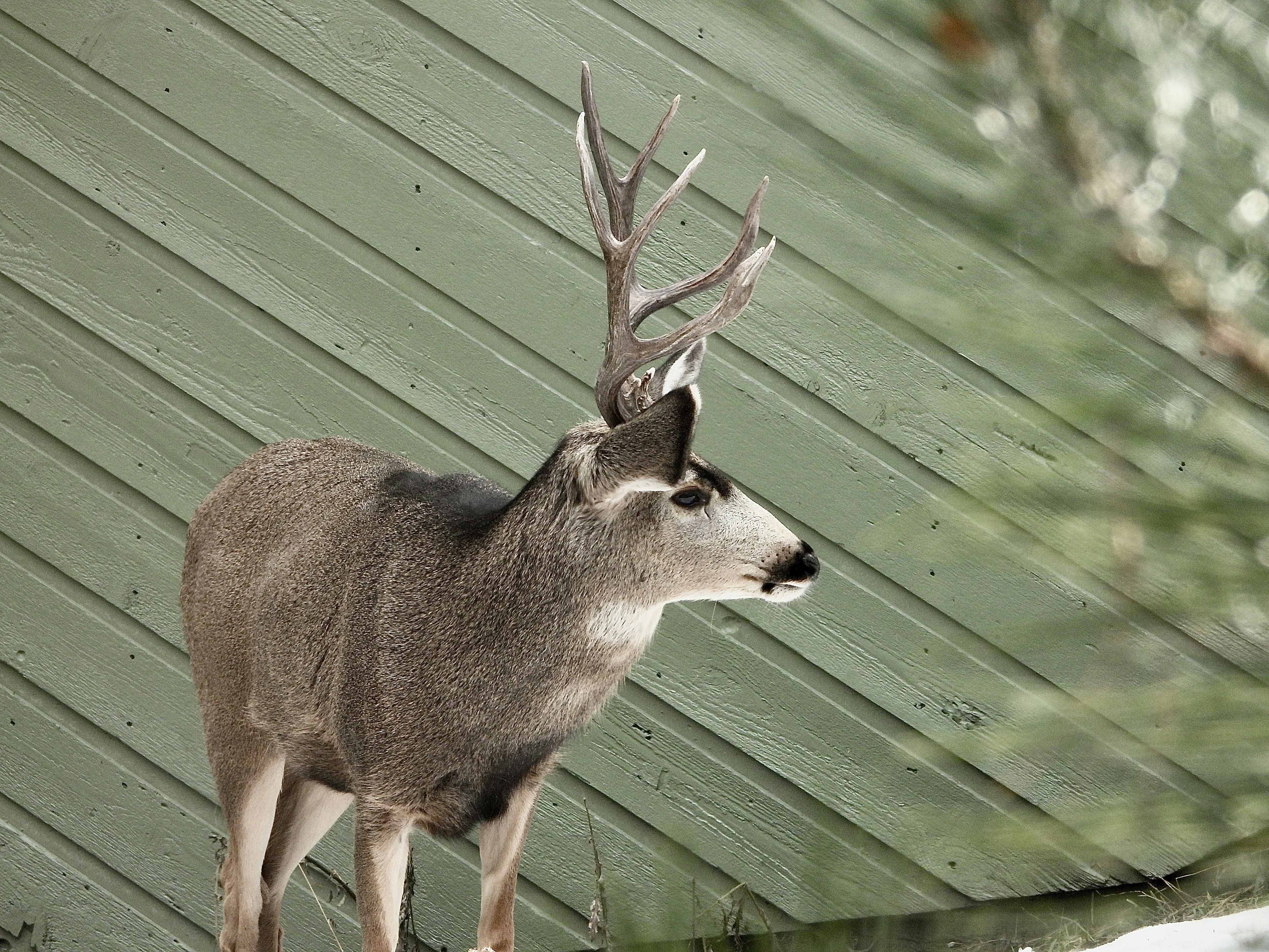 A deer standing on top of a grass covered field