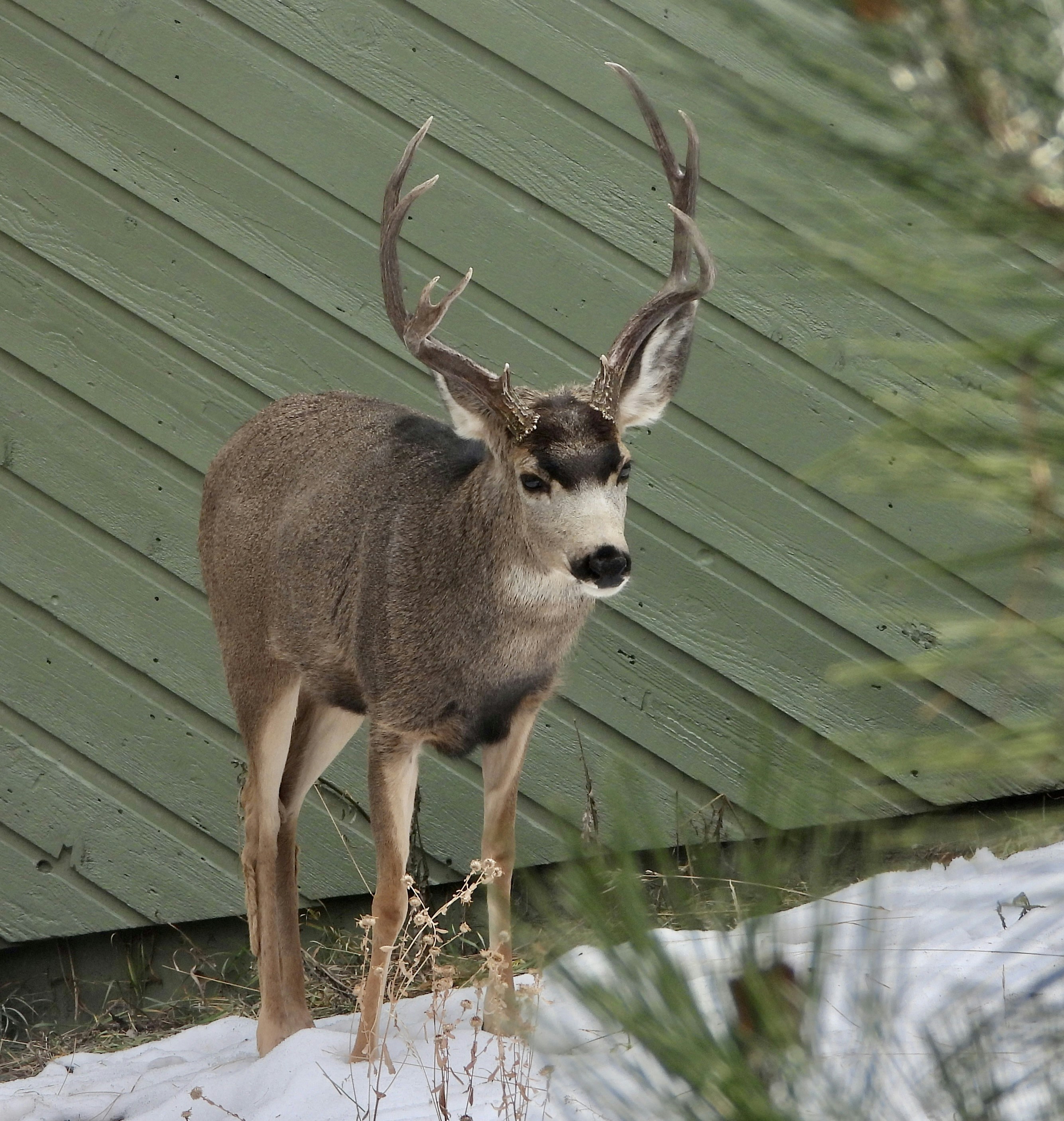 A deer standing on top of snow covered ground