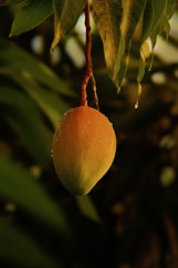 A close up of a fruit hanging from a tree