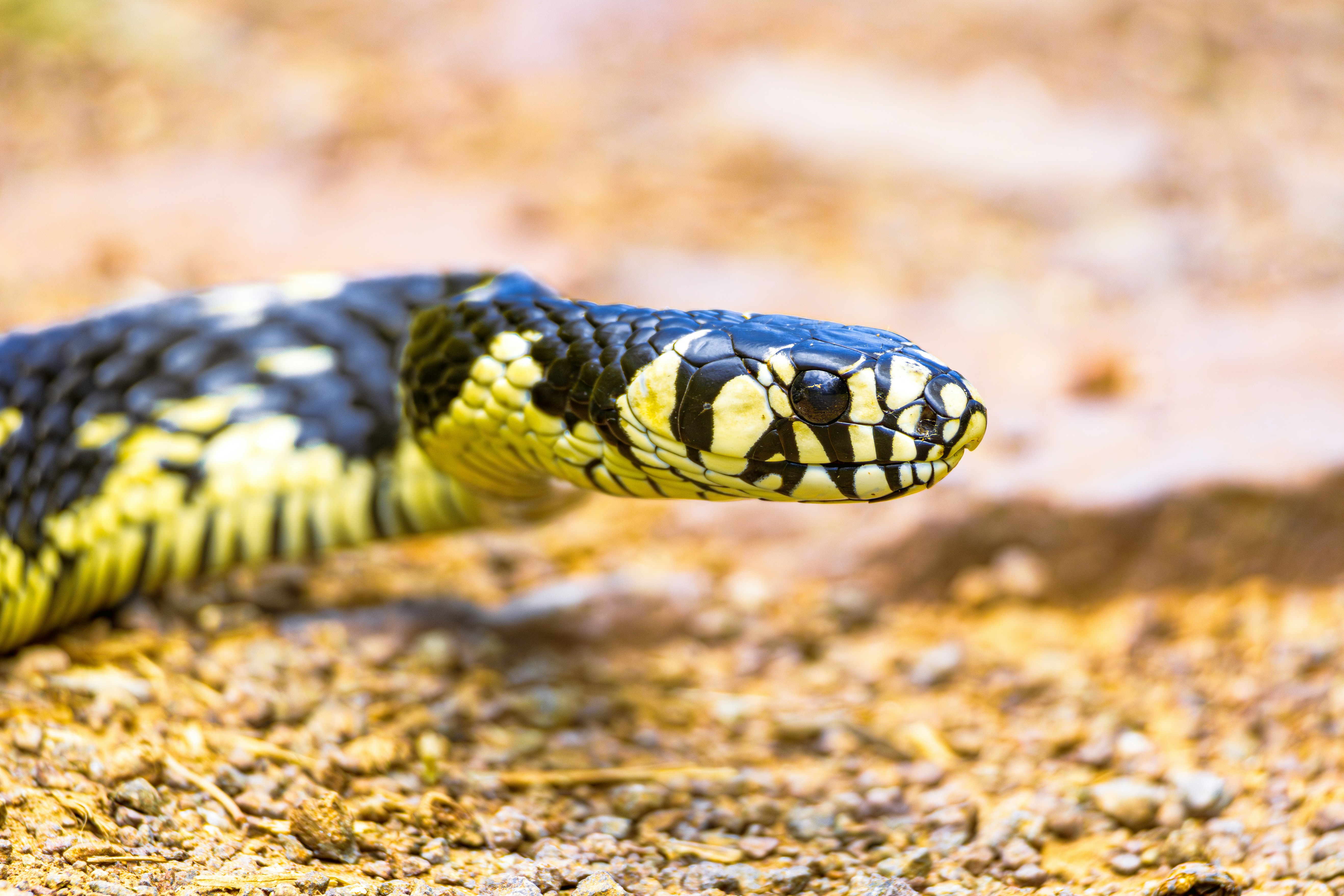 Photo by matheuskprot