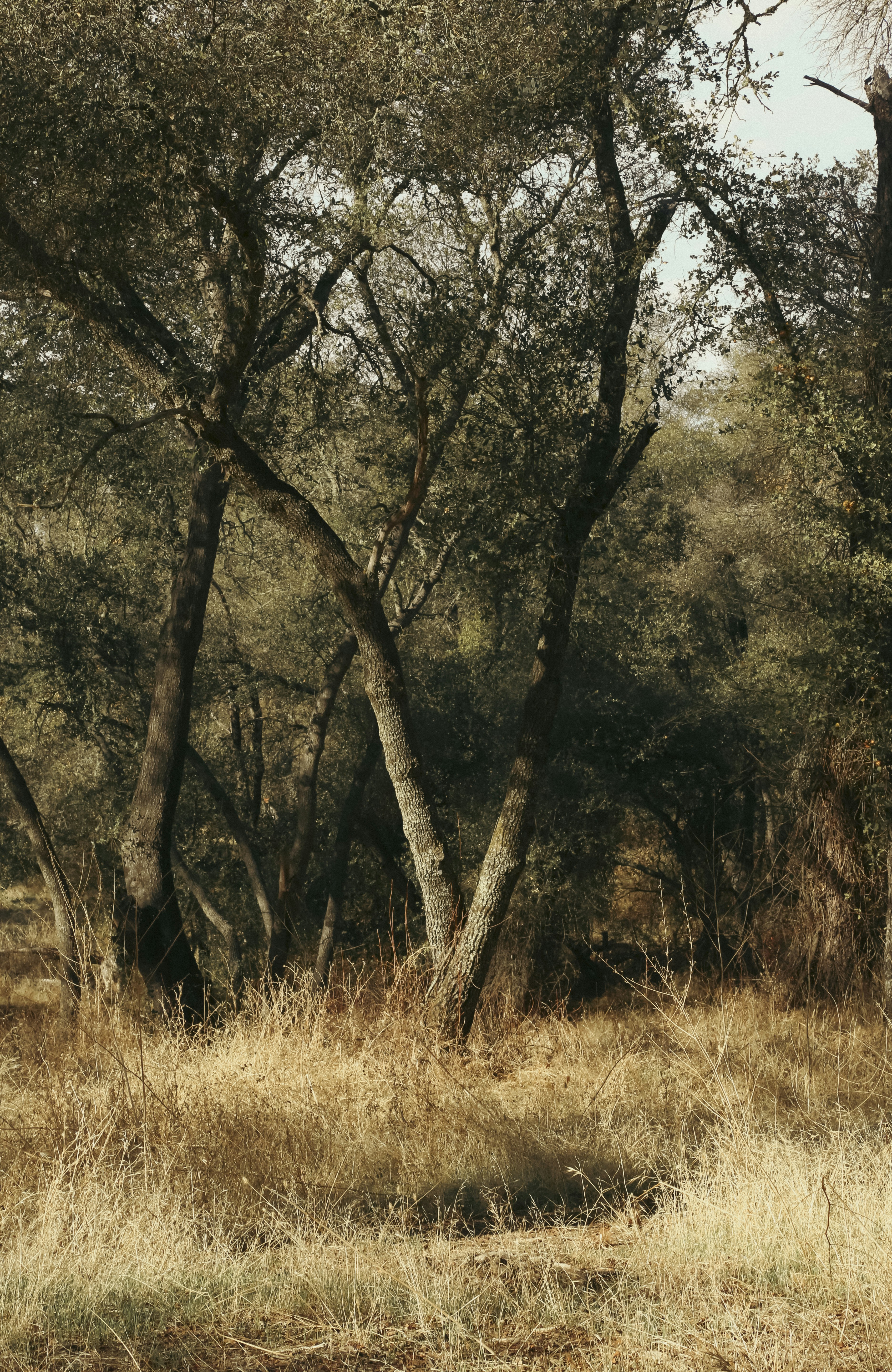 Photo by giorgiotrovato