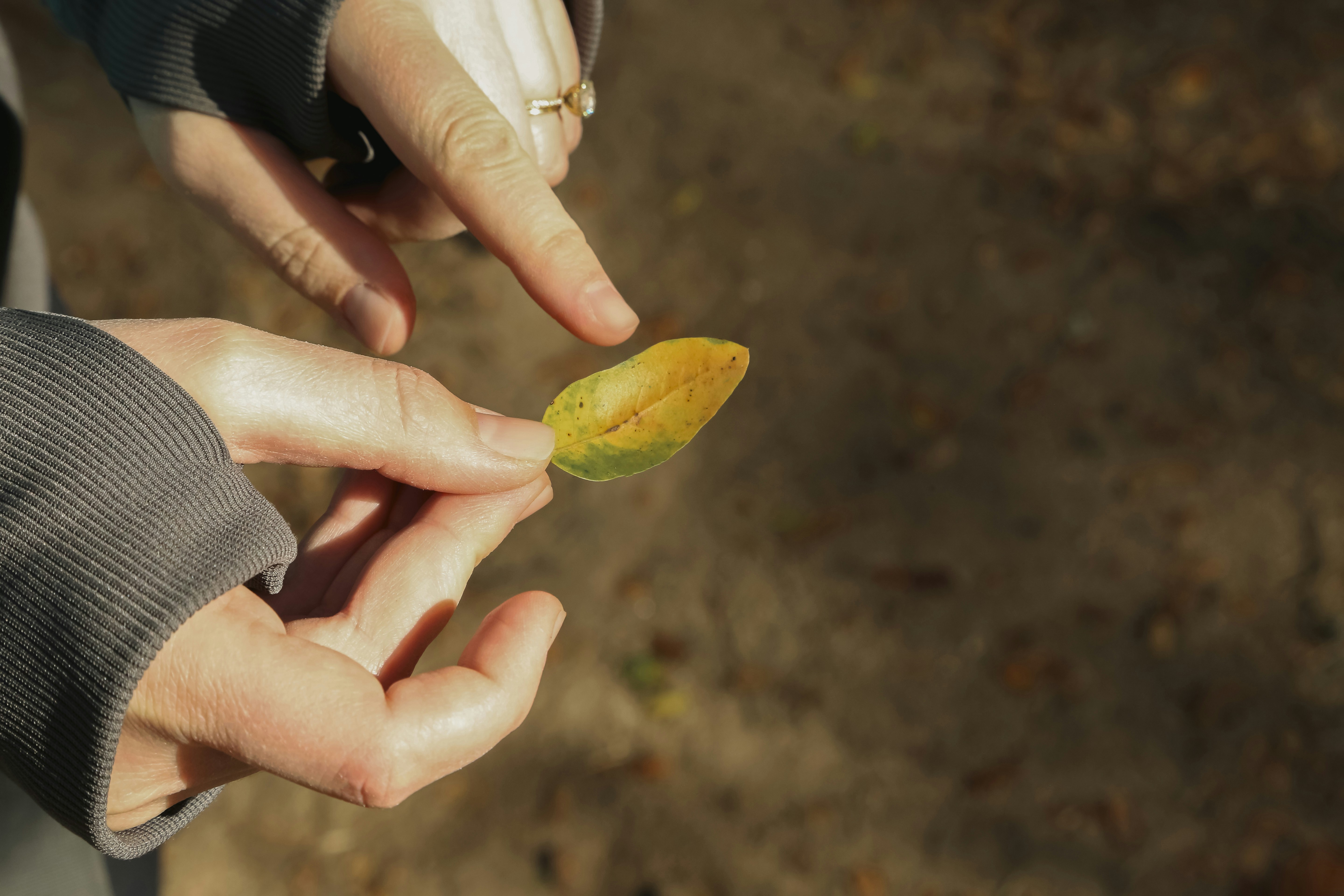 Person holding fruit with care