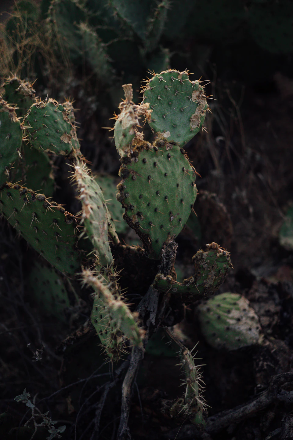 The image shows a cactus plant with numerous spines and small leaves, standing tall on its roots in a natural setting. The cactus is surrounded by other plants and shrubs, creating a sense of depth and complexity to the scene.
