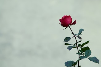 A single red rose sitting in a vase
