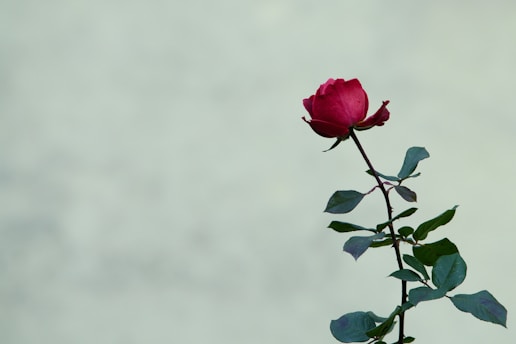 A single red rose sitting in a vase