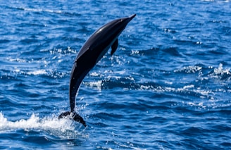 A dolphin is jumping out of the water