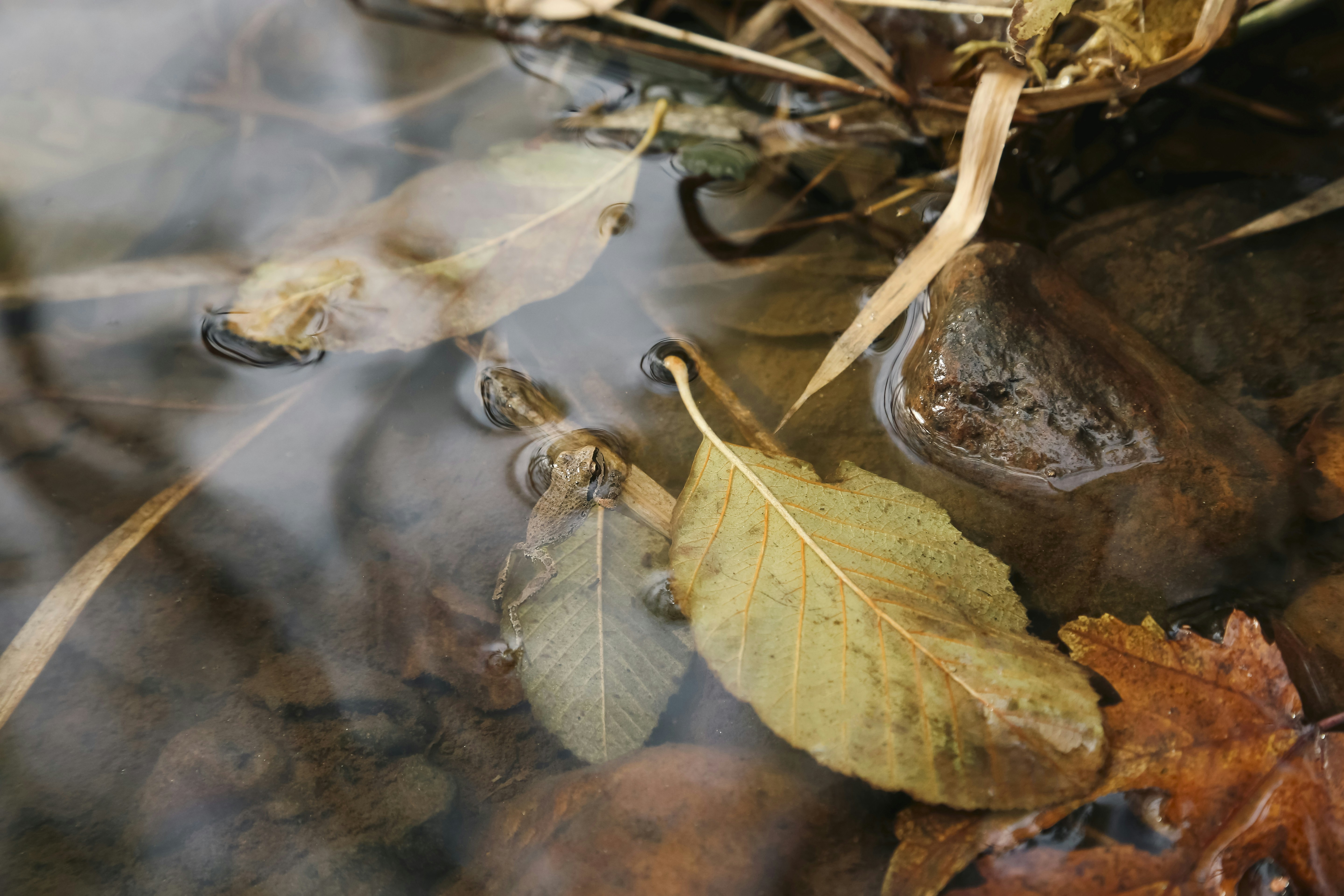 Photo by giorgiotrovato