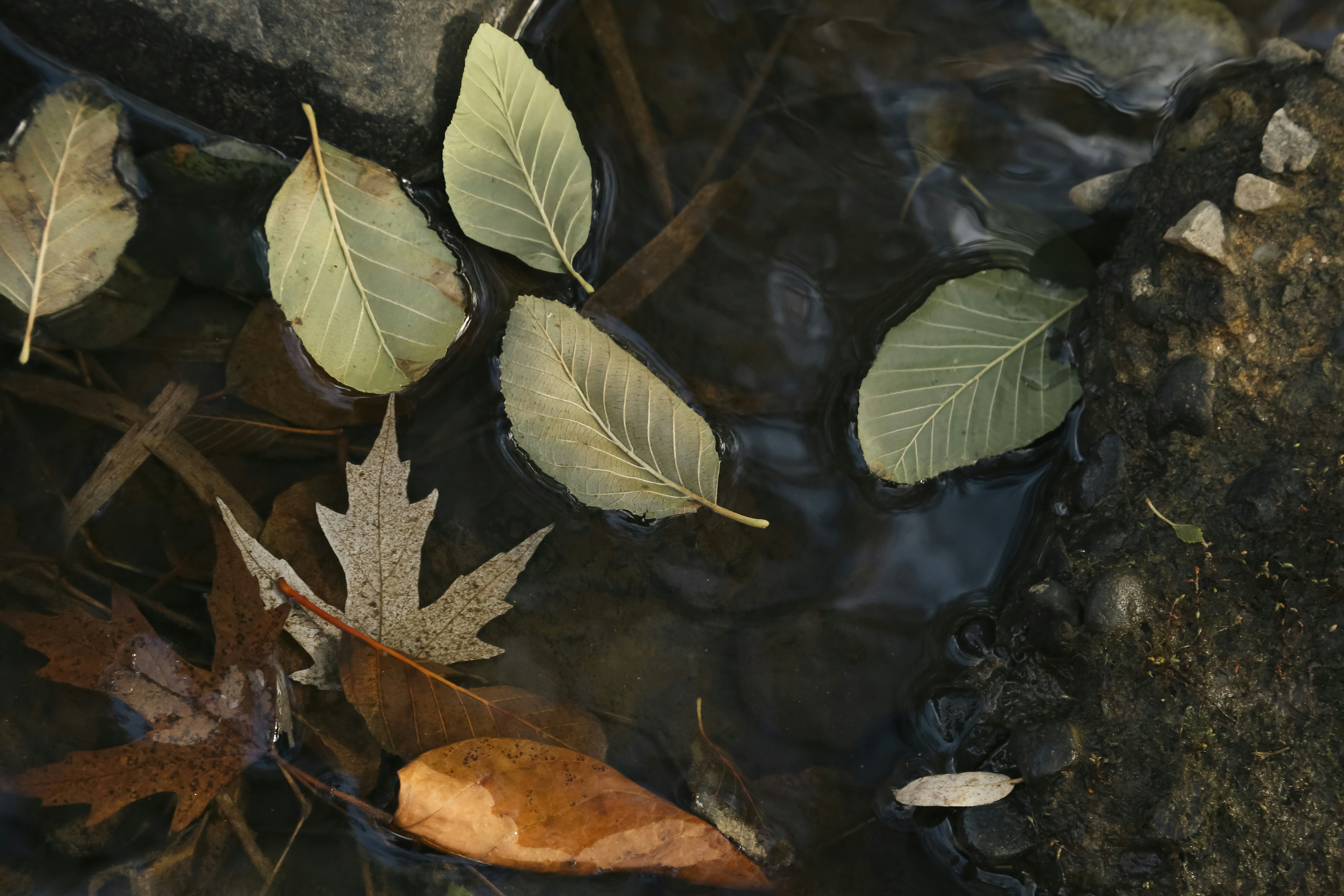 A leaf floating on top of a body of water