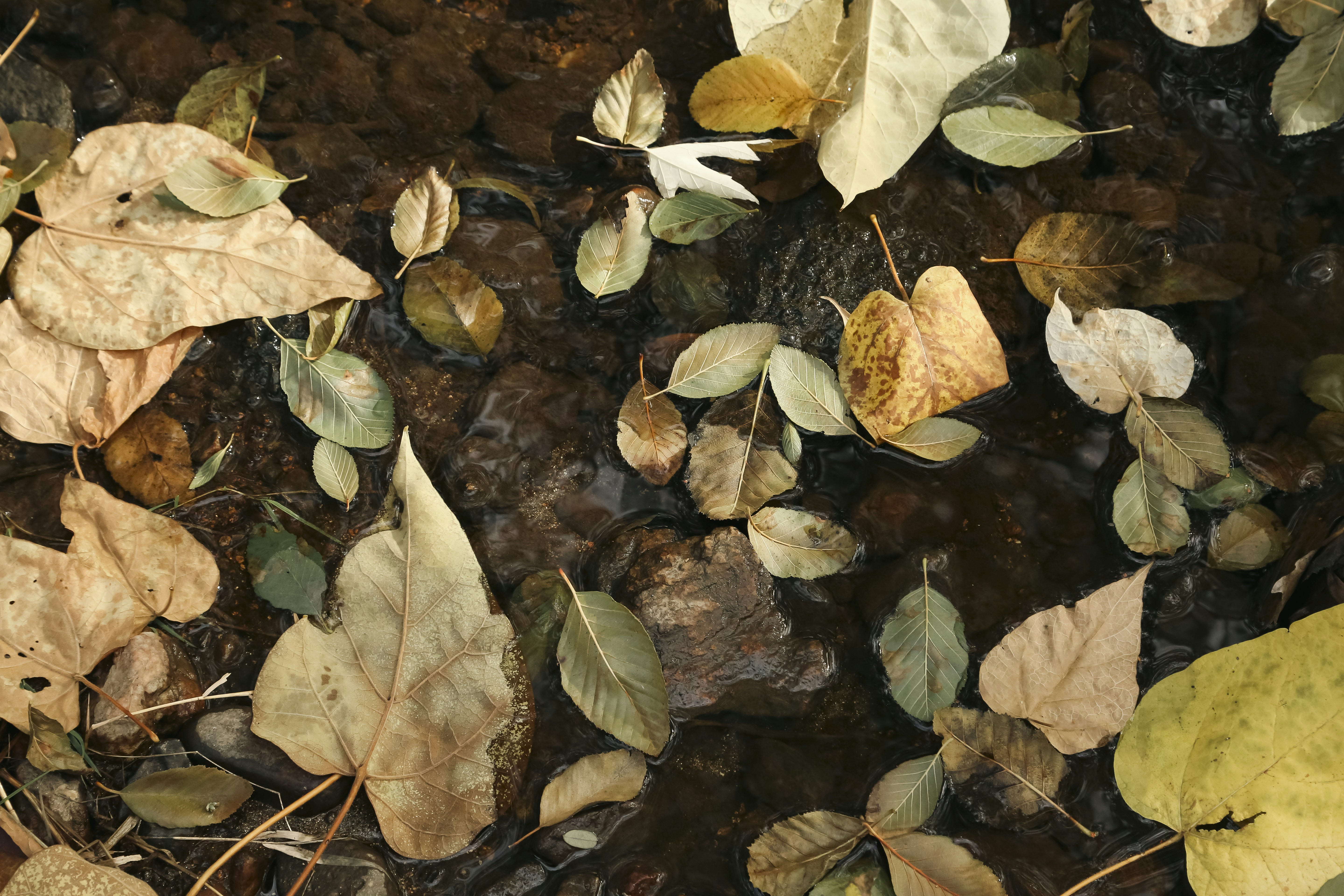 Photo by giorgiotrovato