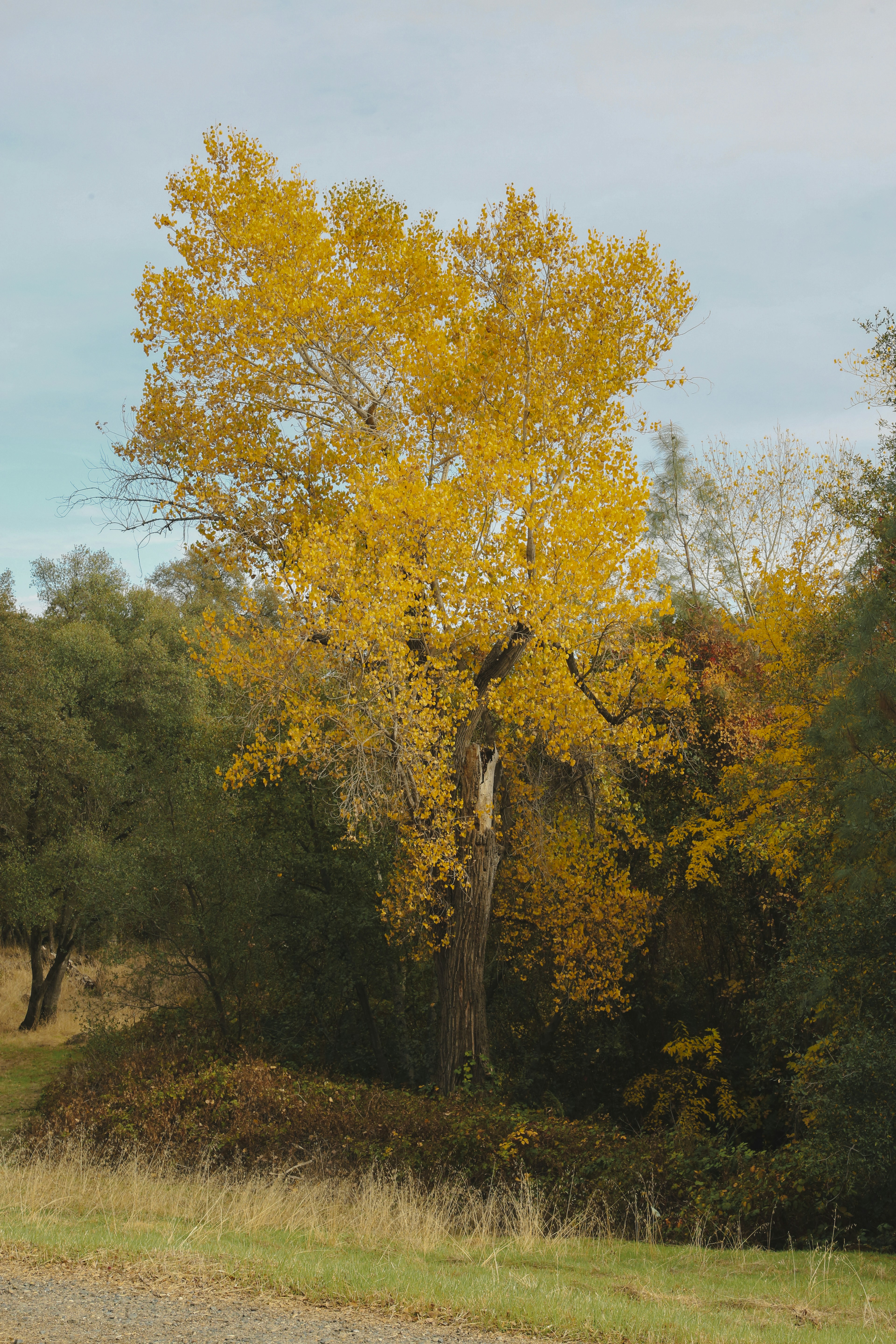 A yellow tree in the middle of a field