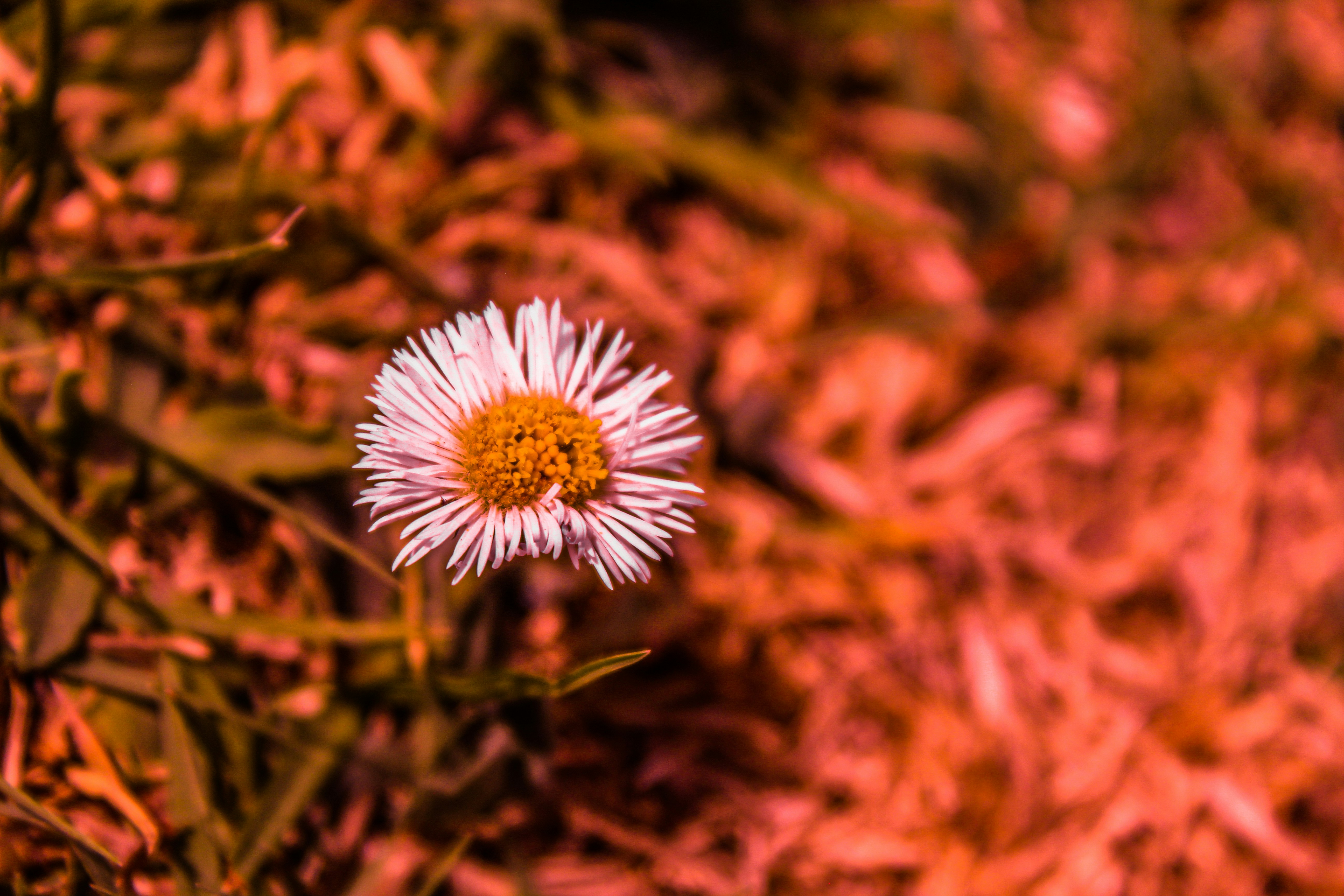 Fotomural A single white flower sitting on top of a grass covered field