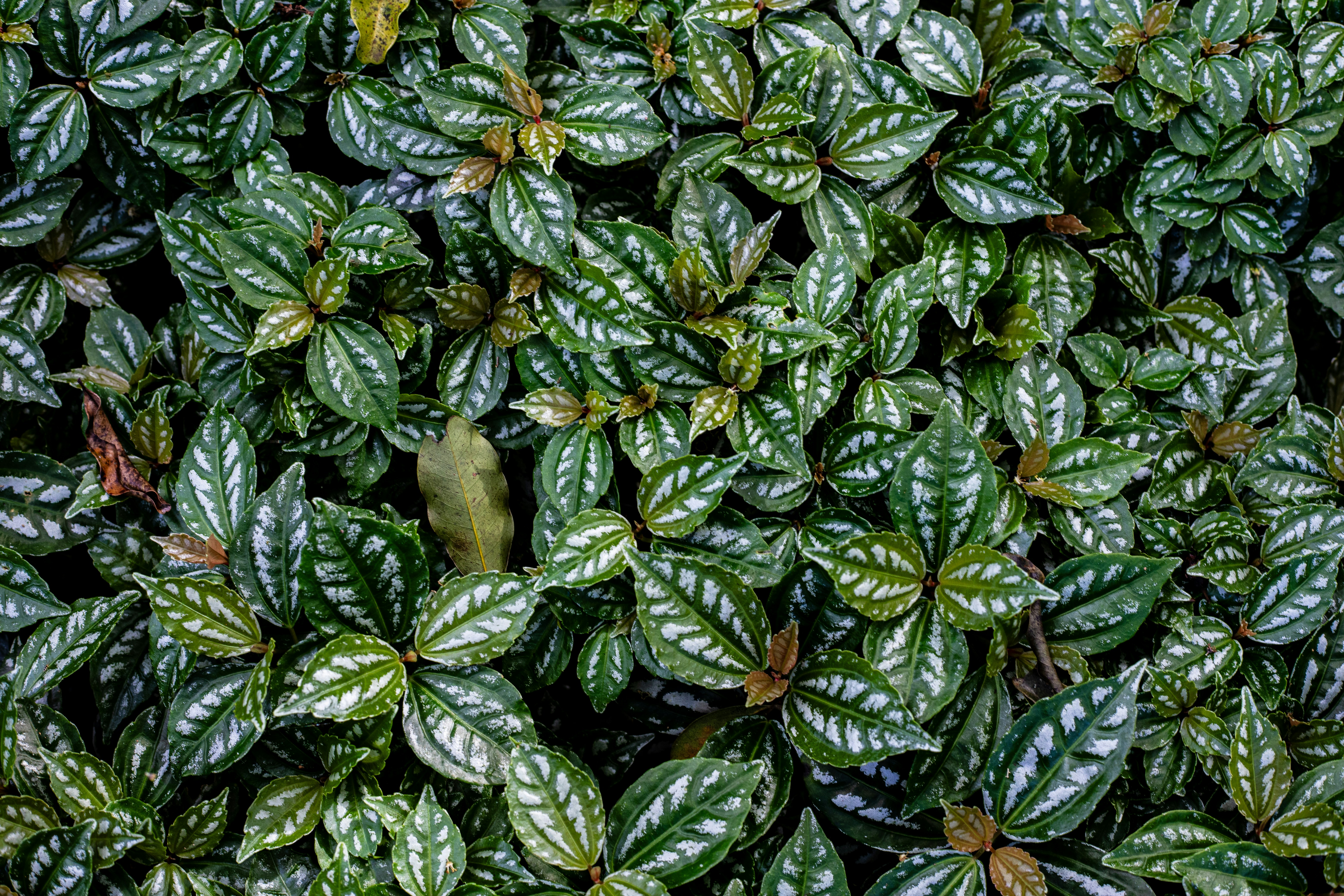 Photo by igorhalfeld