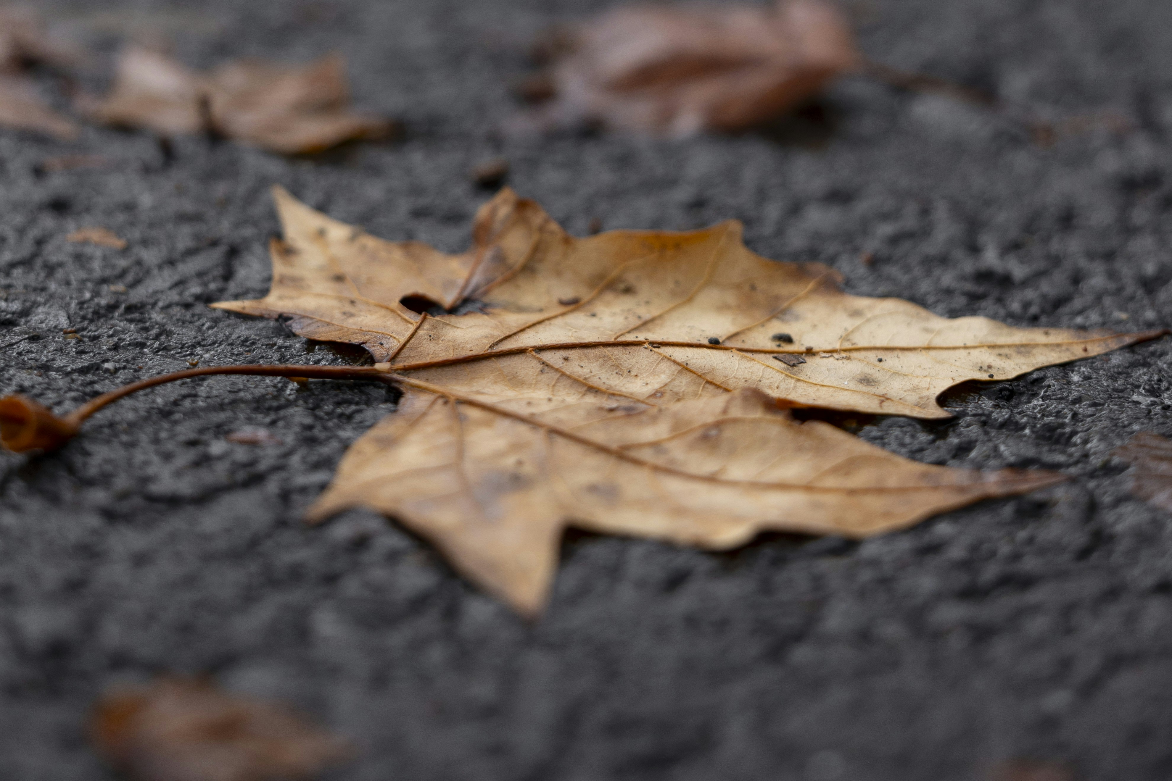 Photo by leo_visions_