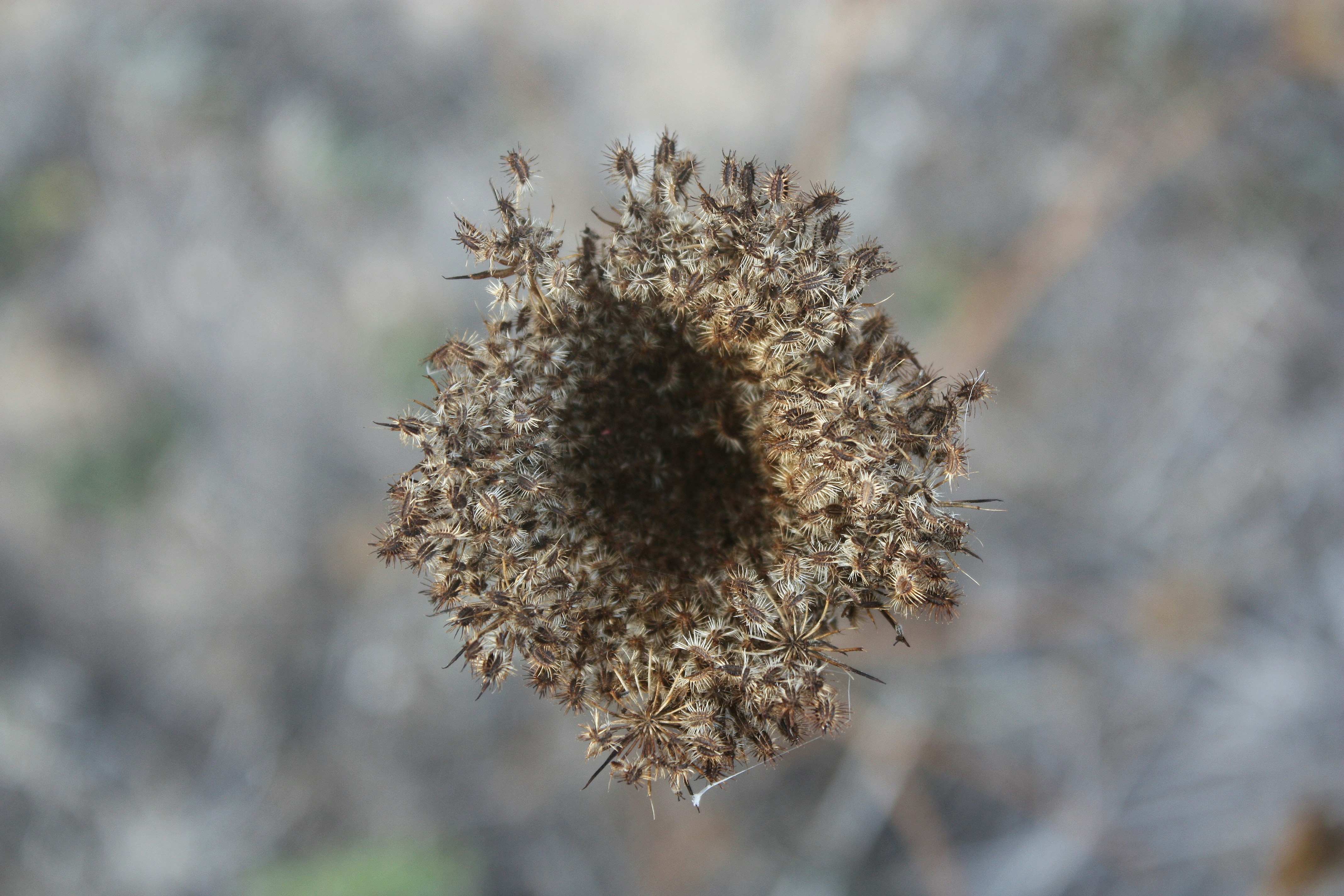A close up of a plant with a blurry background