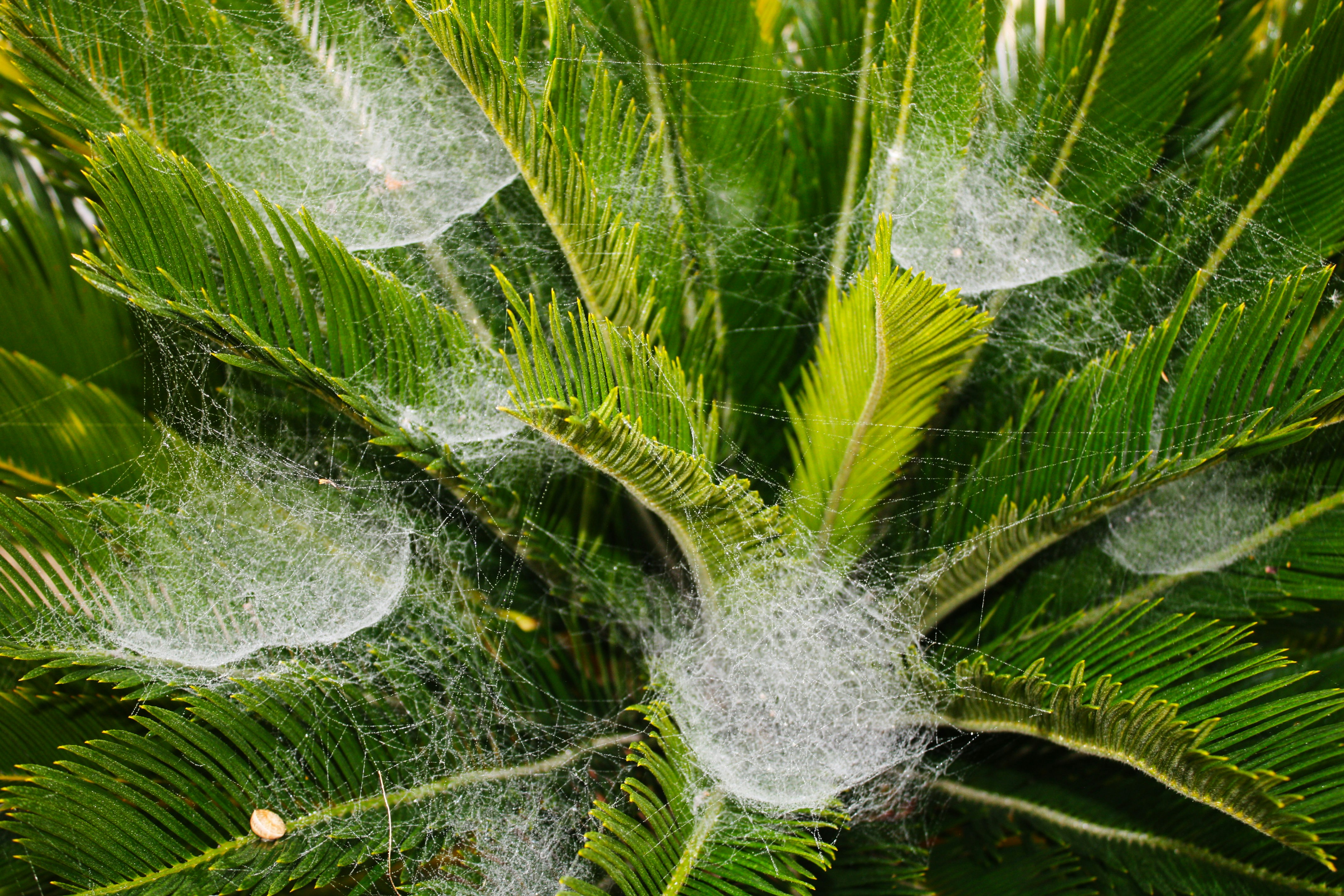 A close up of a tree with lots of leaves