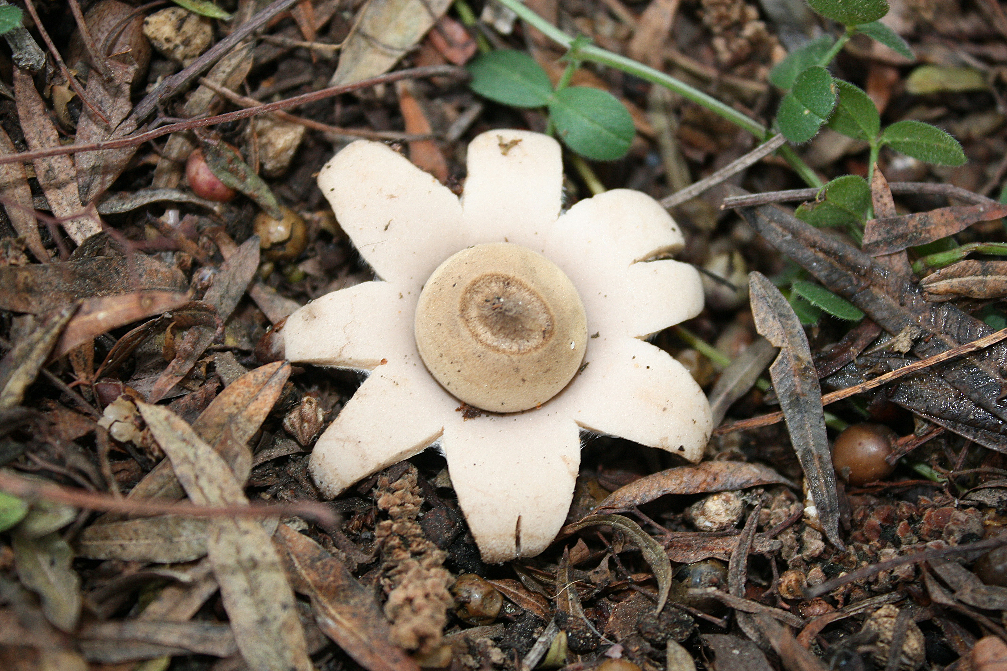 A small white flower sitting on the ground